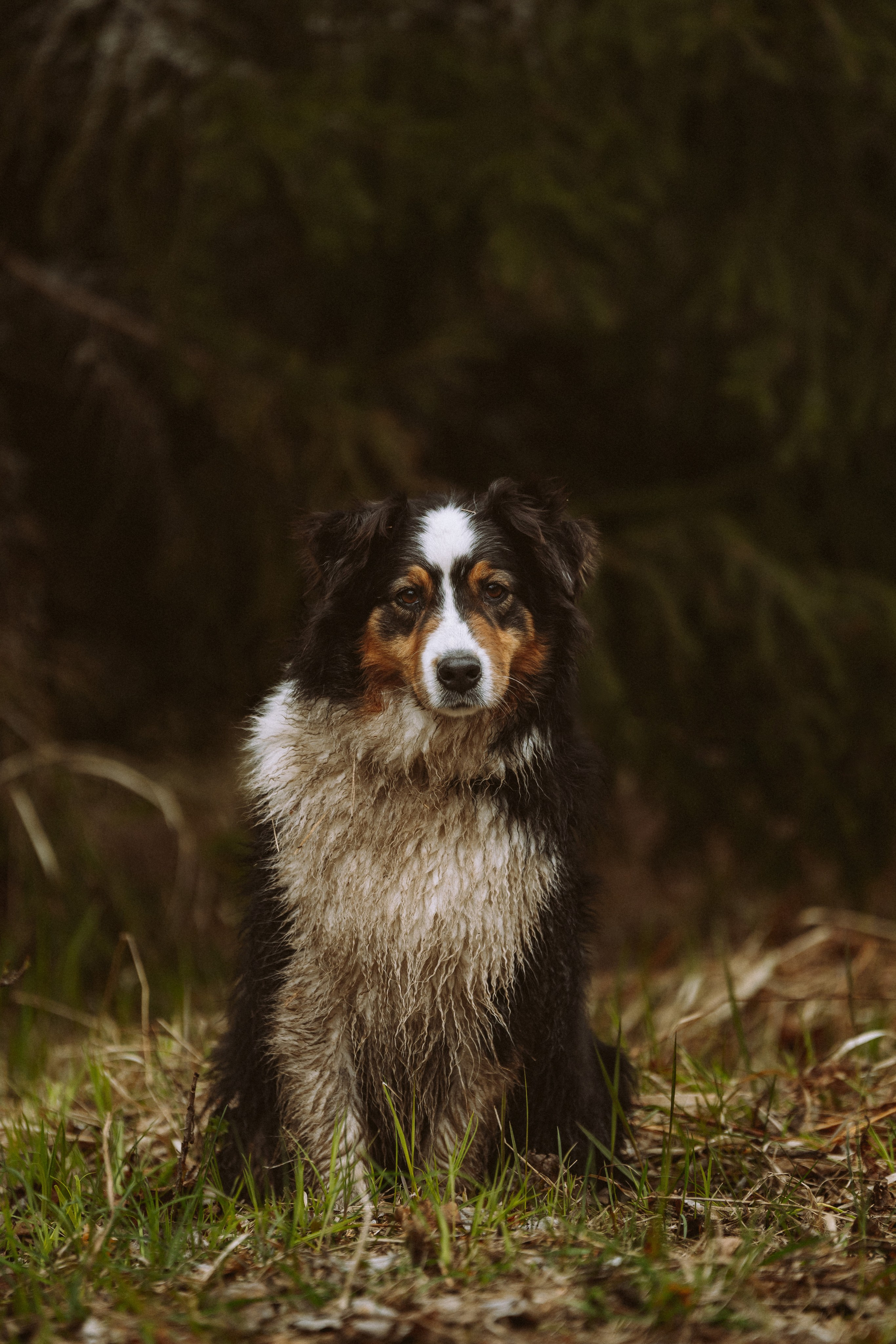 Дог трекинг к финскому хутору. Фотограф анималист в Спб недорого Олеся Майорова