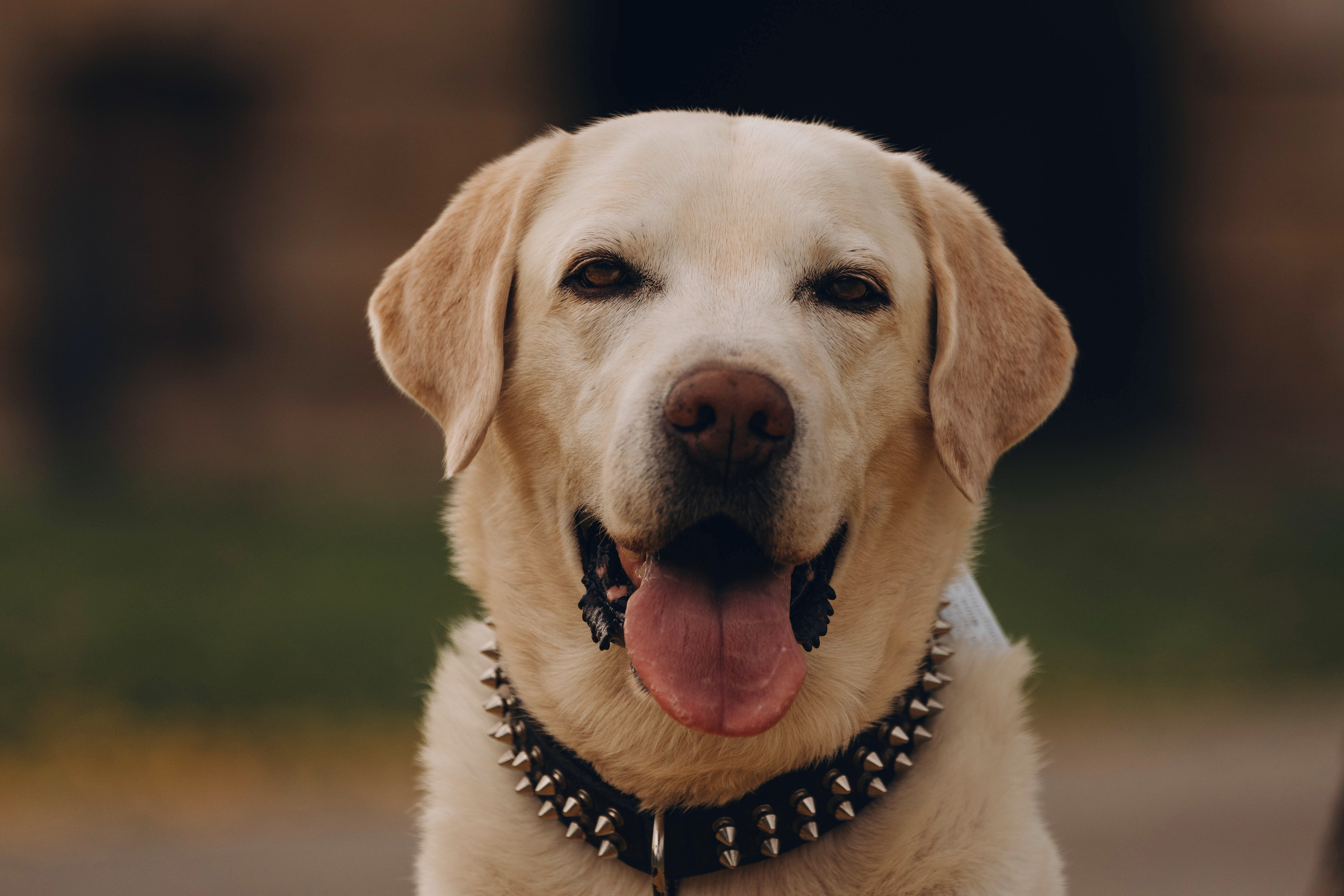 Вати, Лена и Леван. Фотограф анималист в Спб недорого Олеся Майорова