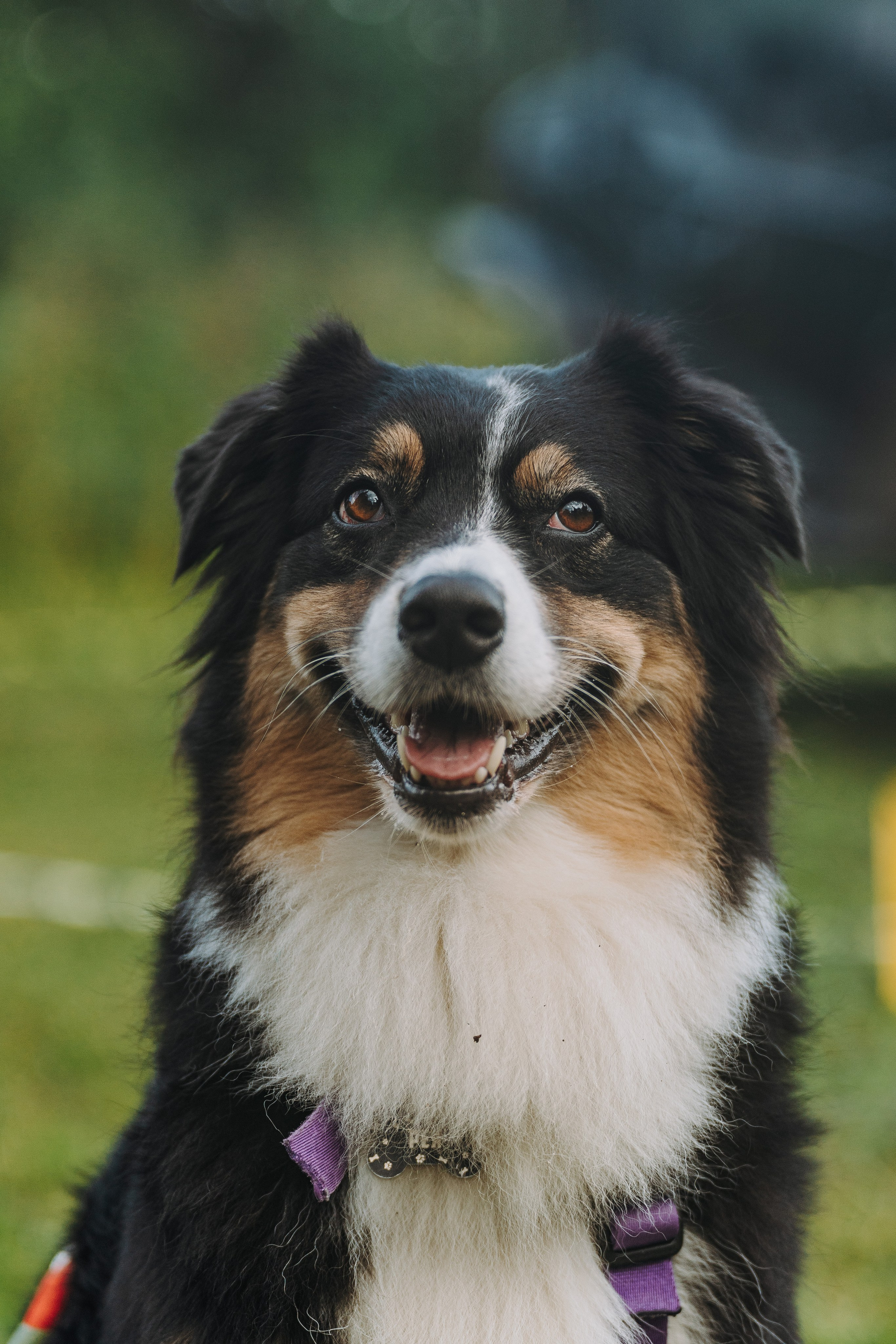Соревнования по ноузворку в Новожилово. Фотограф анималист в Спб недорого Олеся Майорова