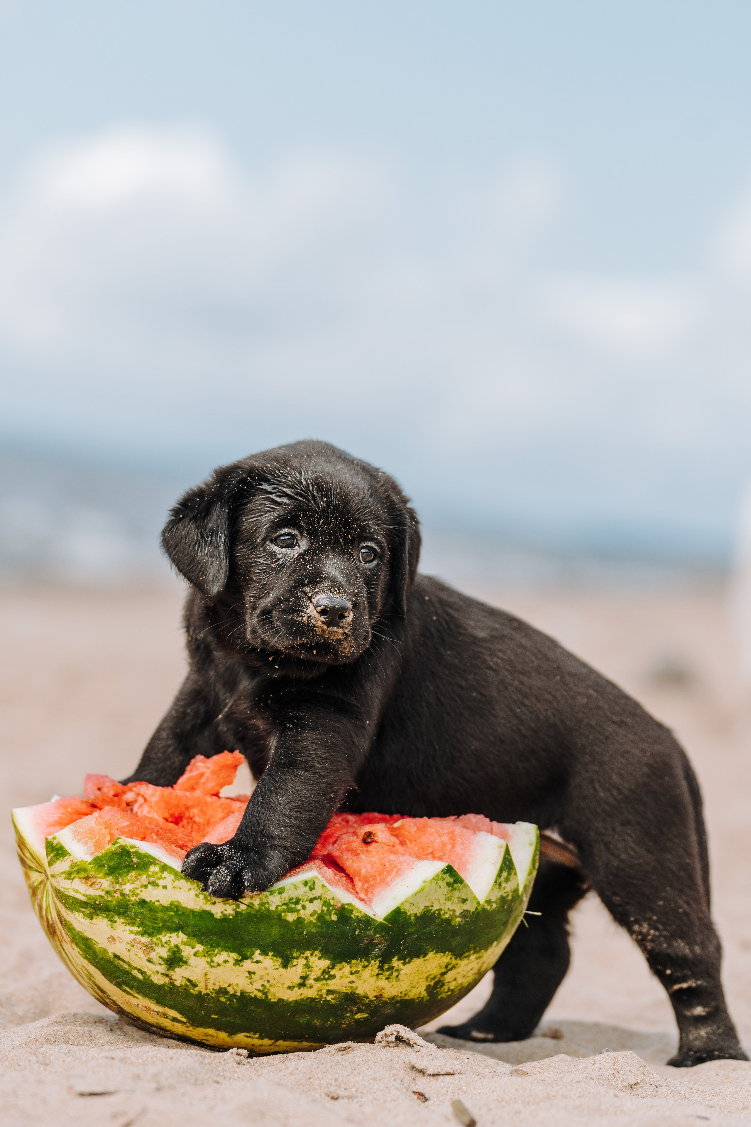 Лабрадорчики на пляже. Фотограф анималист в Спб недорого Олеся Майорова