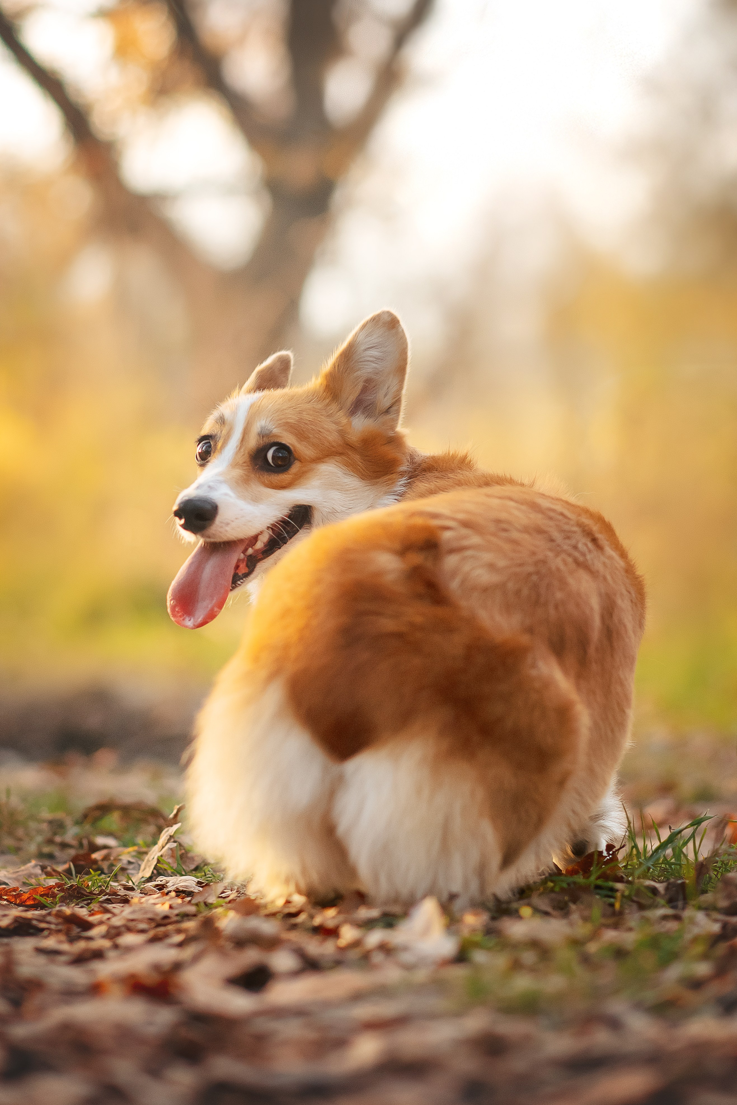 Максим, Аня и Челси — 19.10.2024. Фотограф — Анималист | Анна Абрамова