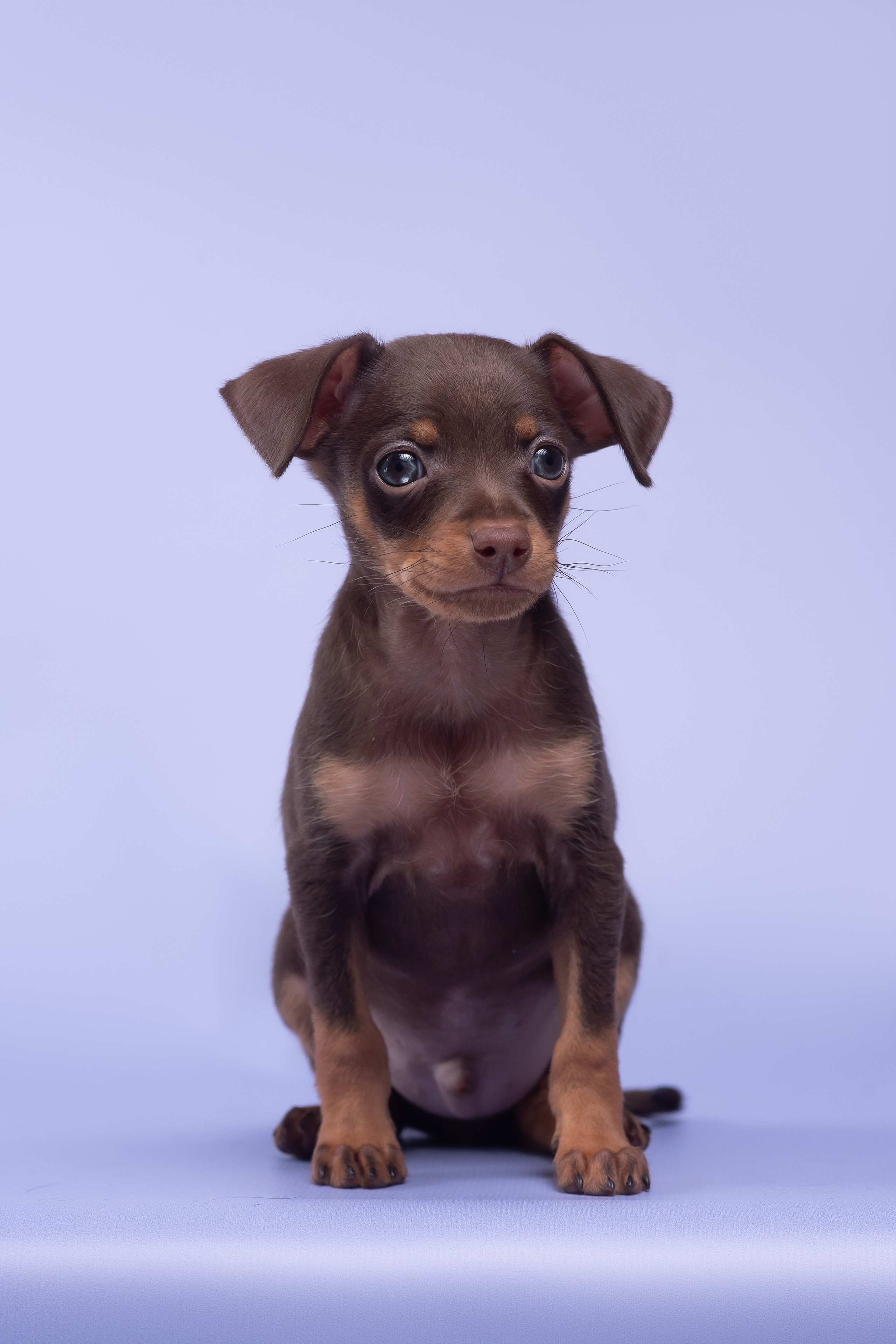 Пражские крысарики — 02.04.2025. Фотограф — Анималист | Анна Абрамова