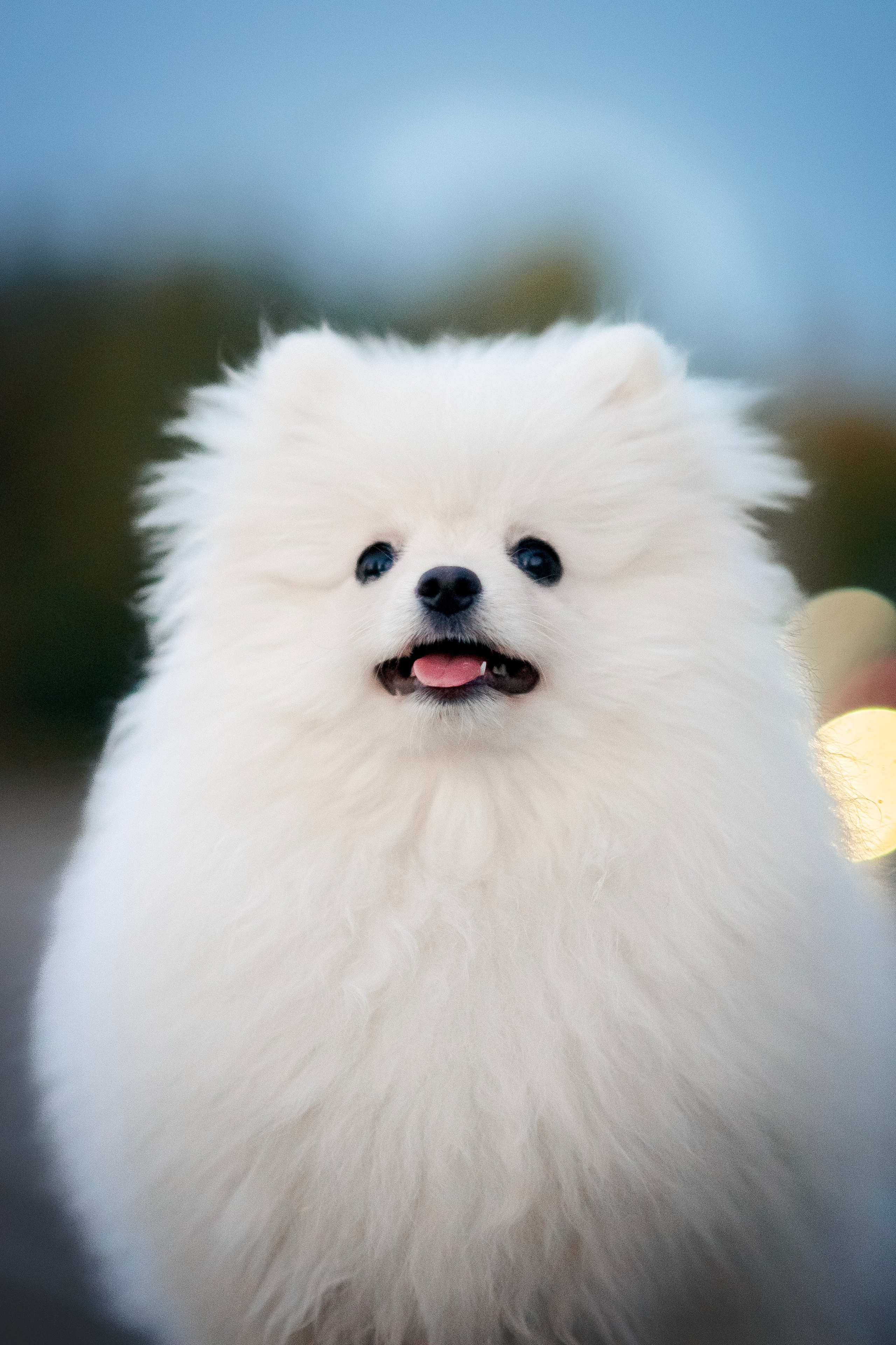 Малый немецкий шпиц — 18.09.2025. Фотограф — Анималист | Анна Абрамова