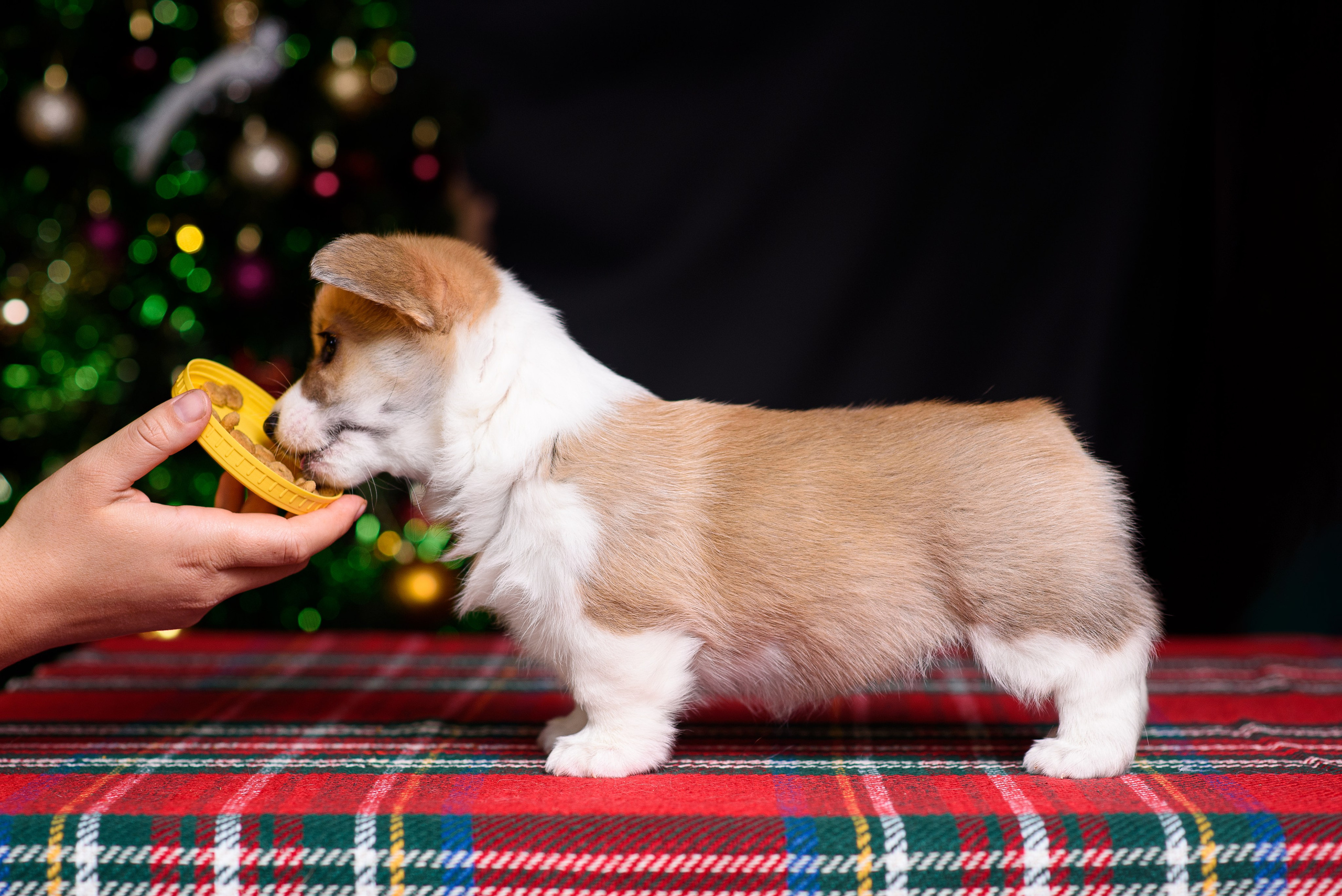 Щенки вельш корги пемброк. Фотограф — Анималист | Анна Абрамова