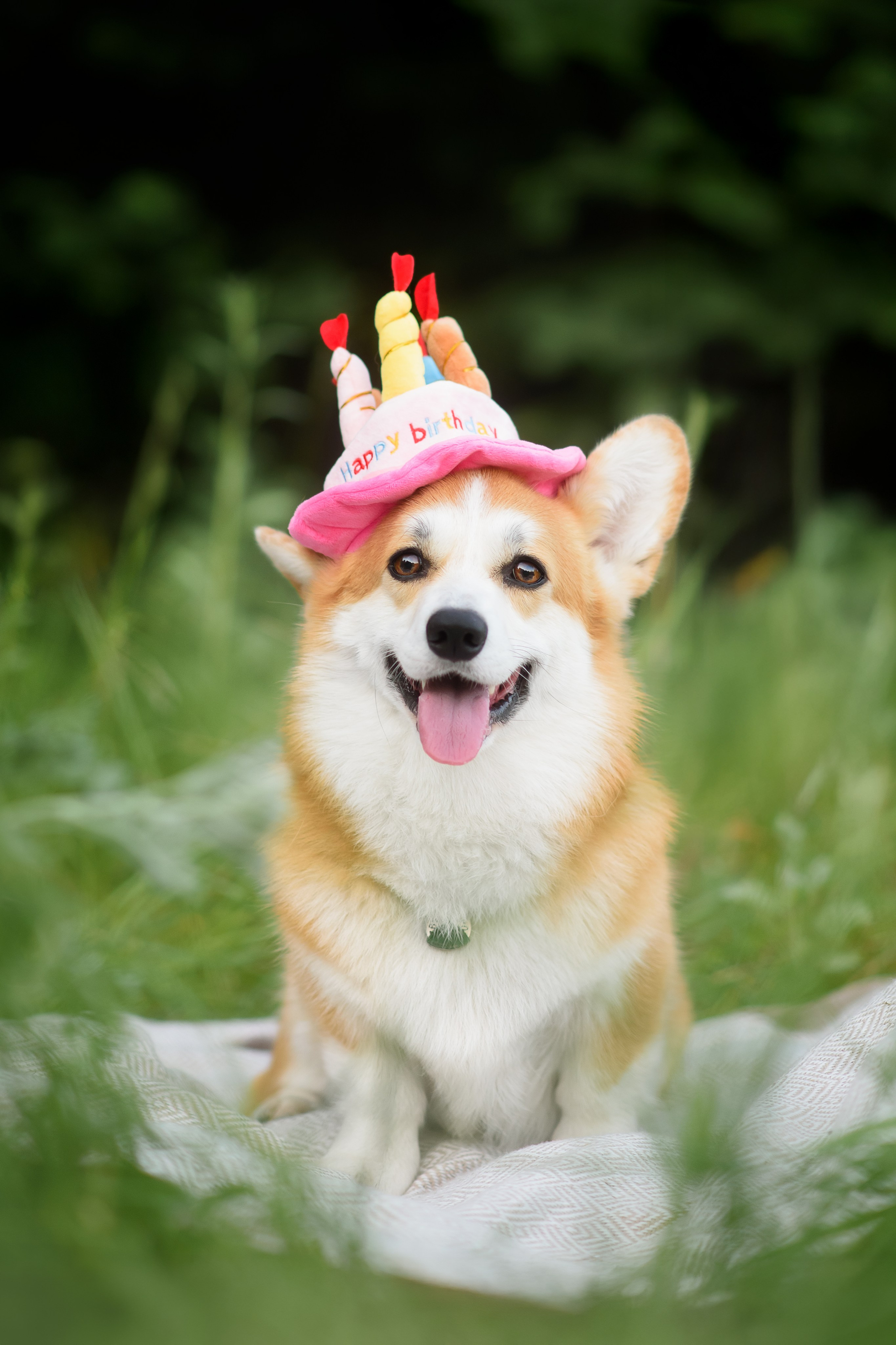 Максим, Надя, Шелби и Рой — 31.05.2025. Фотограф — Анималист | Анна Абрамова