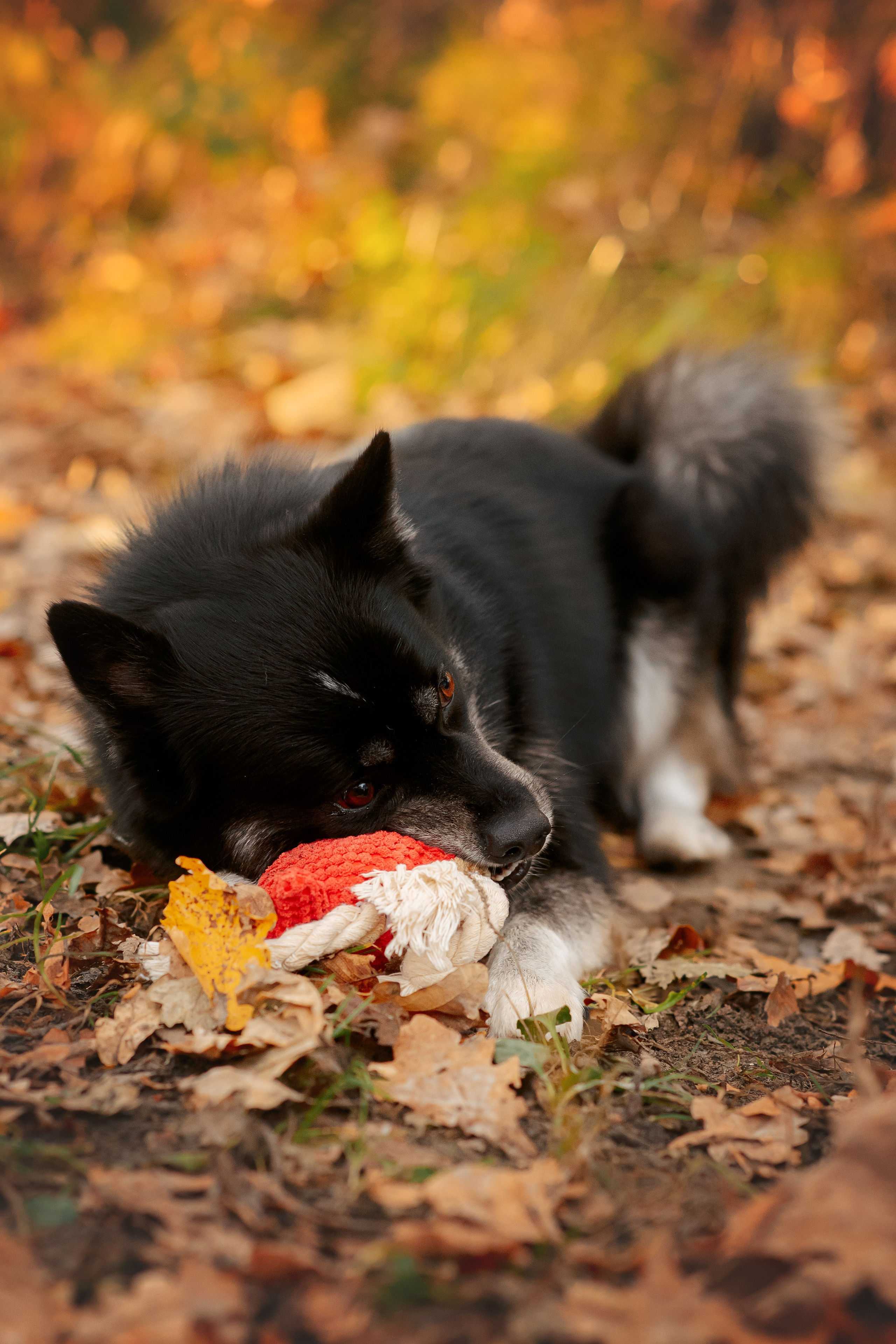 Максим, Надя, Рой и Шелби — 13.10.2024. Фотограф — Анималист | Анна Абрамова