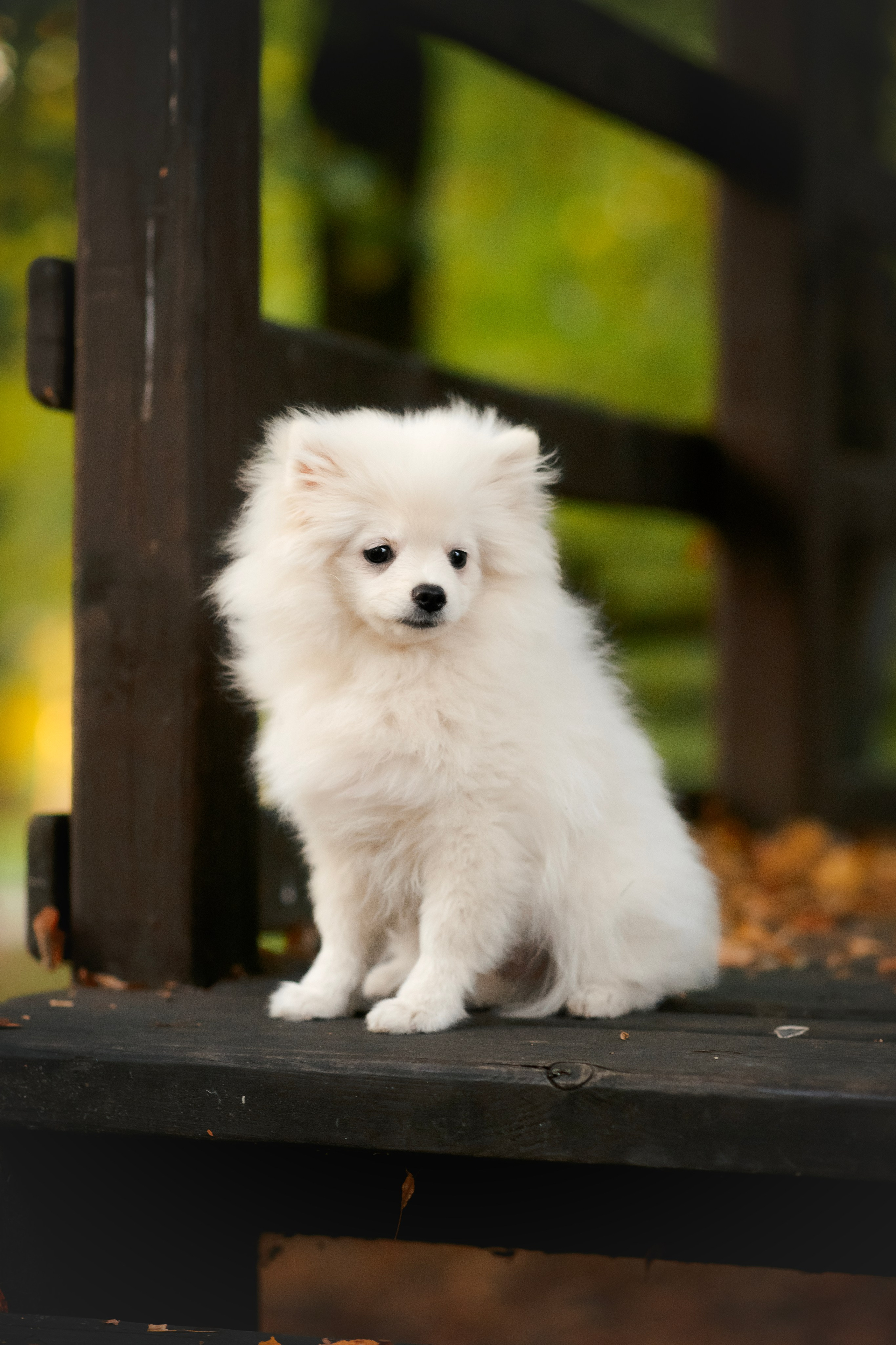 Малый немецкий шпиц — 18.09.2025. Фотограф — Анималист | Анна Абрамова