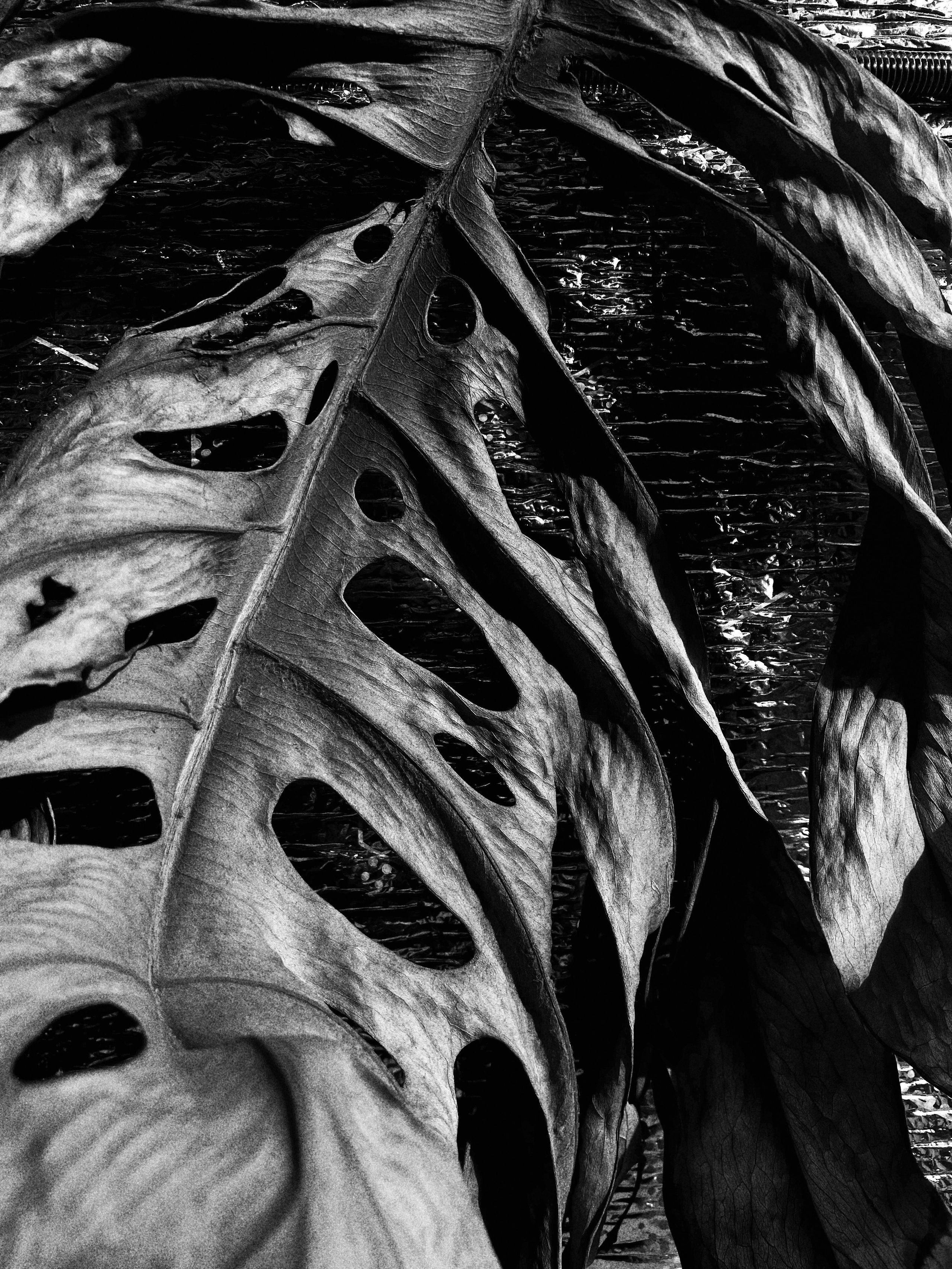 Black and white diary