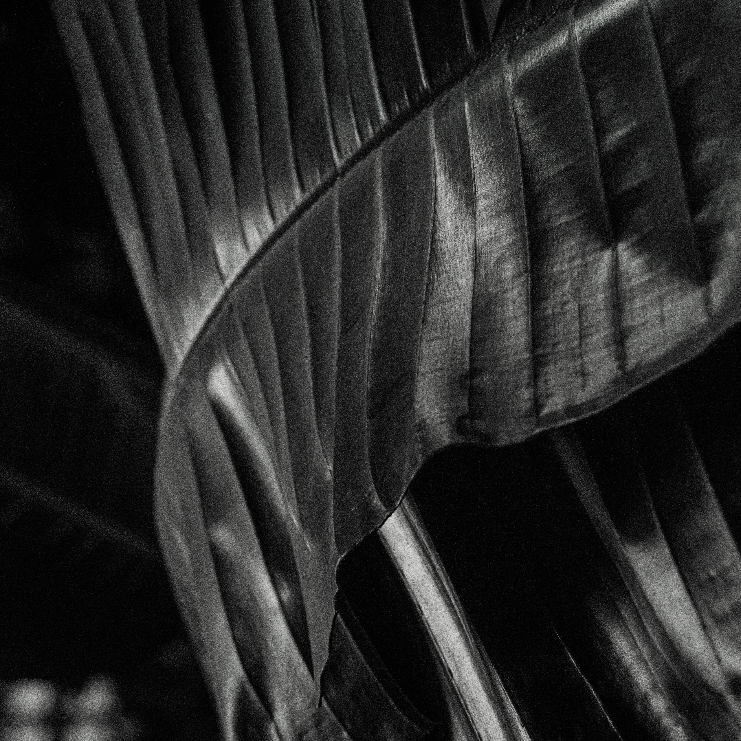 Black and white diary