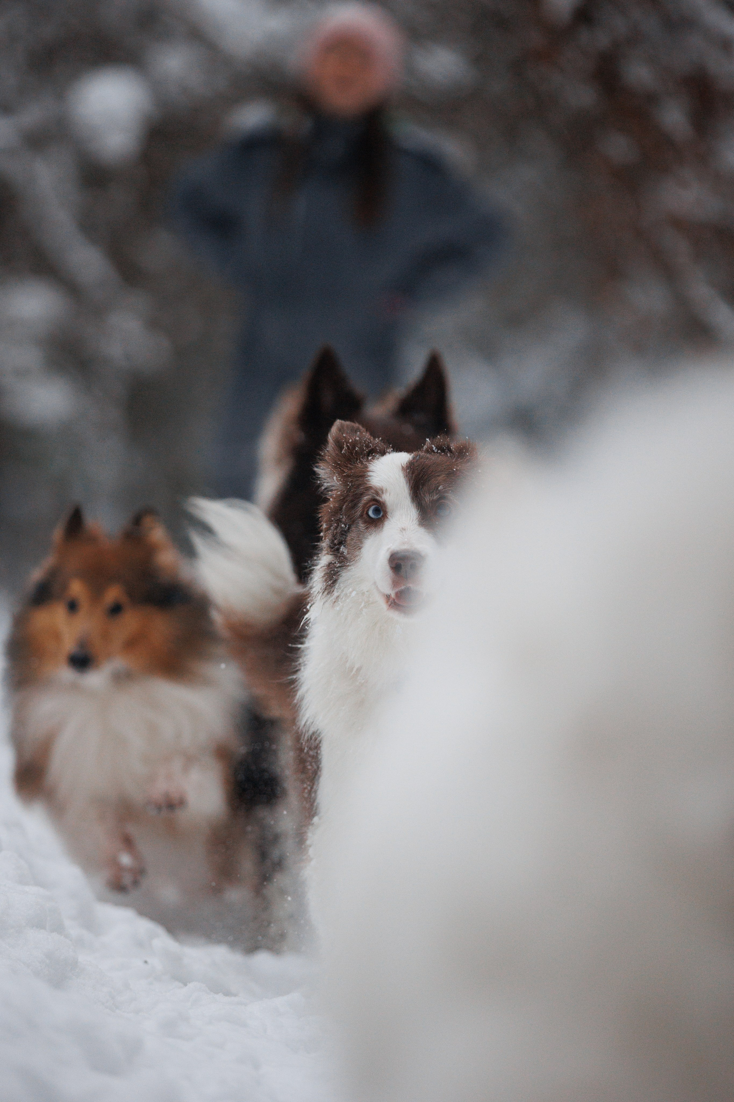 Даша и компания. Фотограф анималист Кристина Карпова, Москва