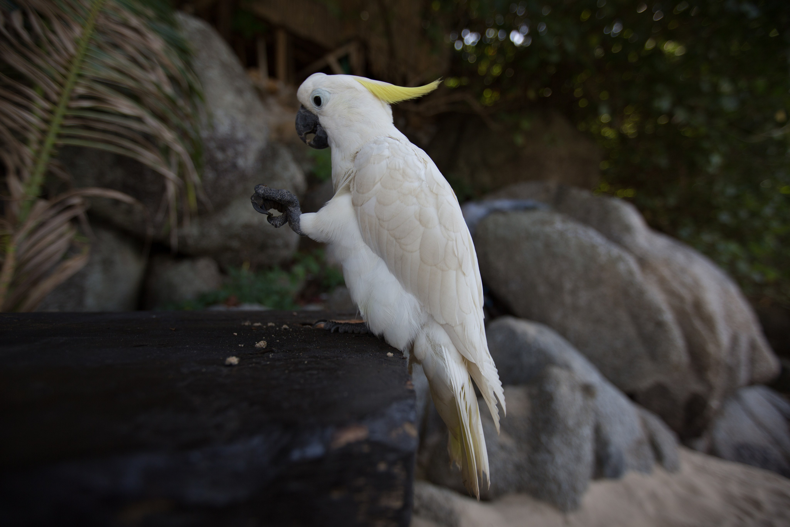 Фото Тайланда. Студия Максима Белослюдцева