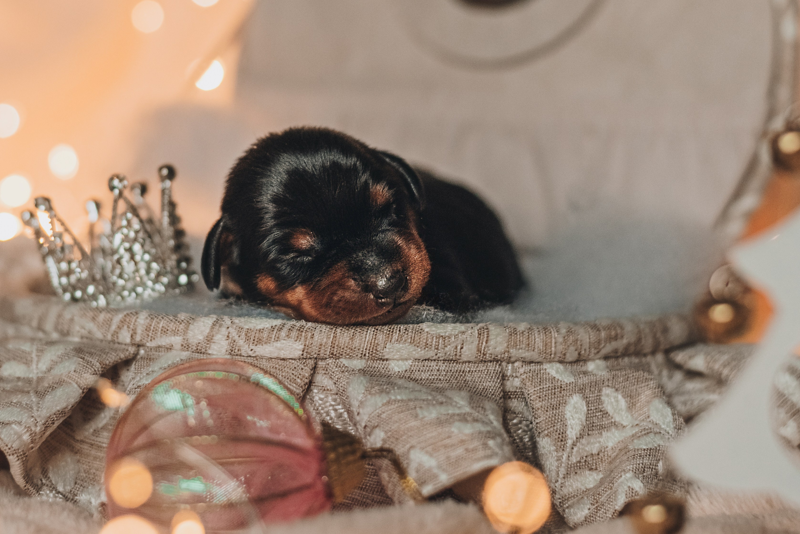 Pinschers. Natalia Finch Photography — Family, Kids & Pet Photographer in Chicago, IL