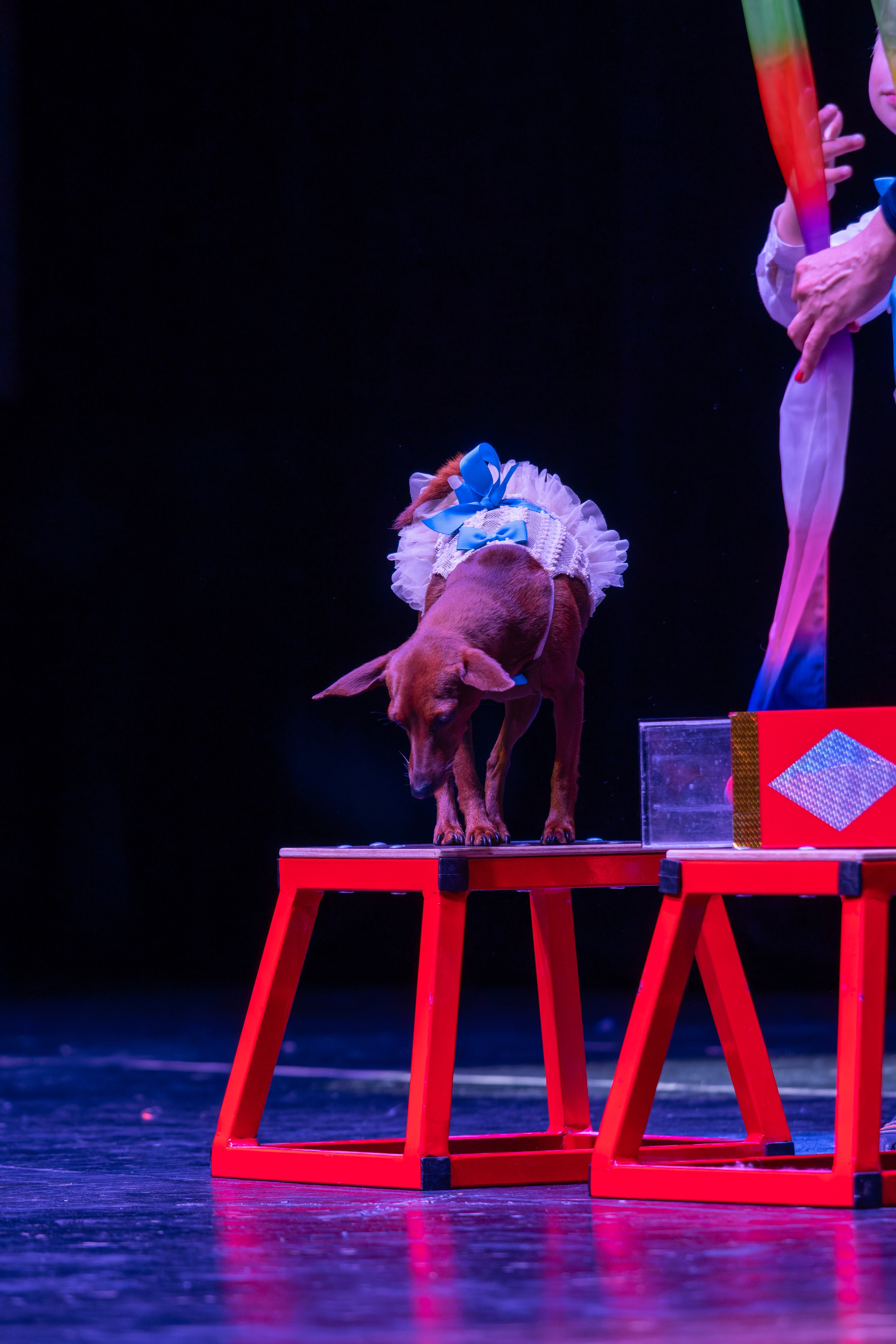 Фотосъемка конкурсов