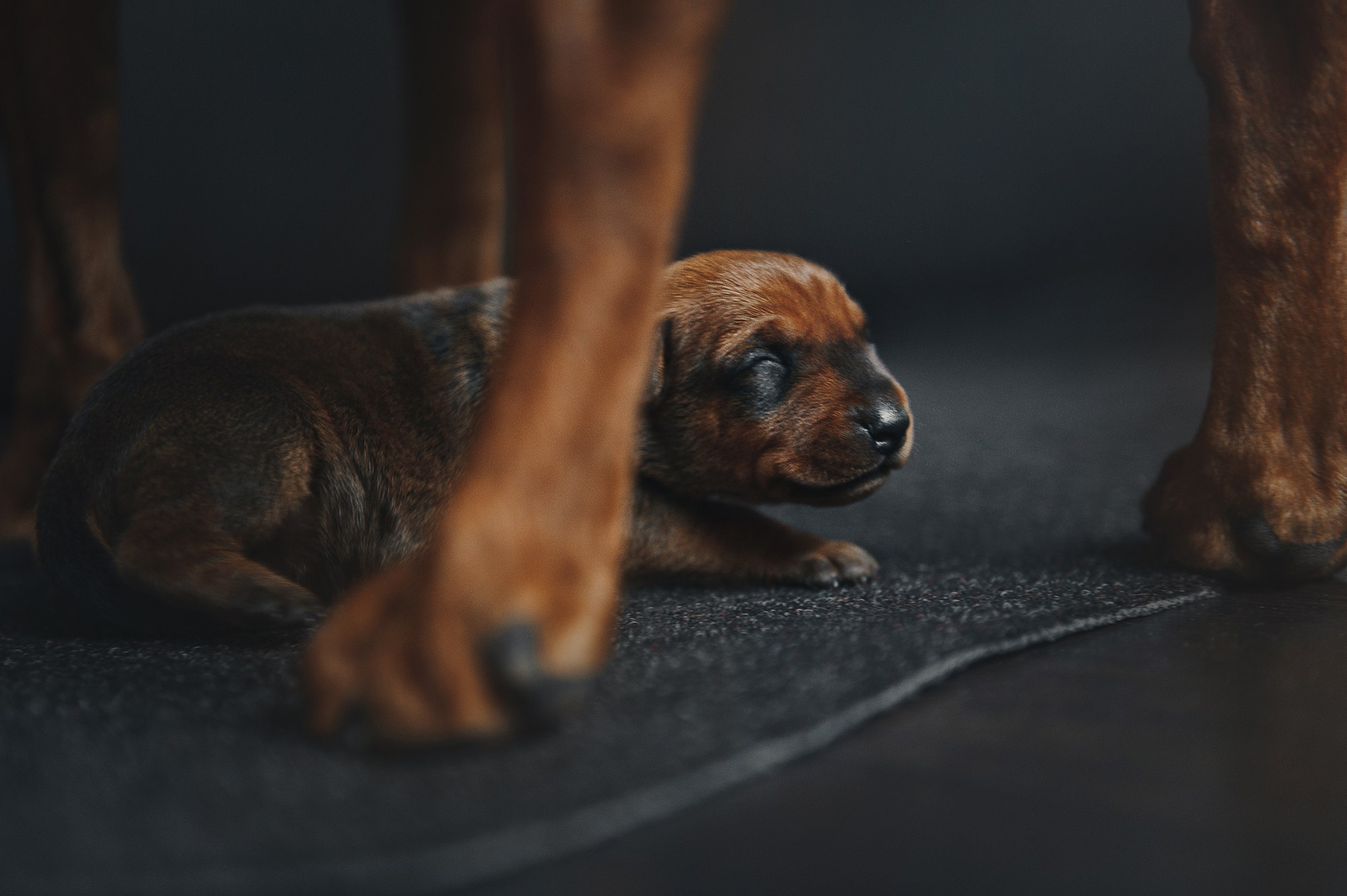 Щенки. Фотограф Анна Тюрина