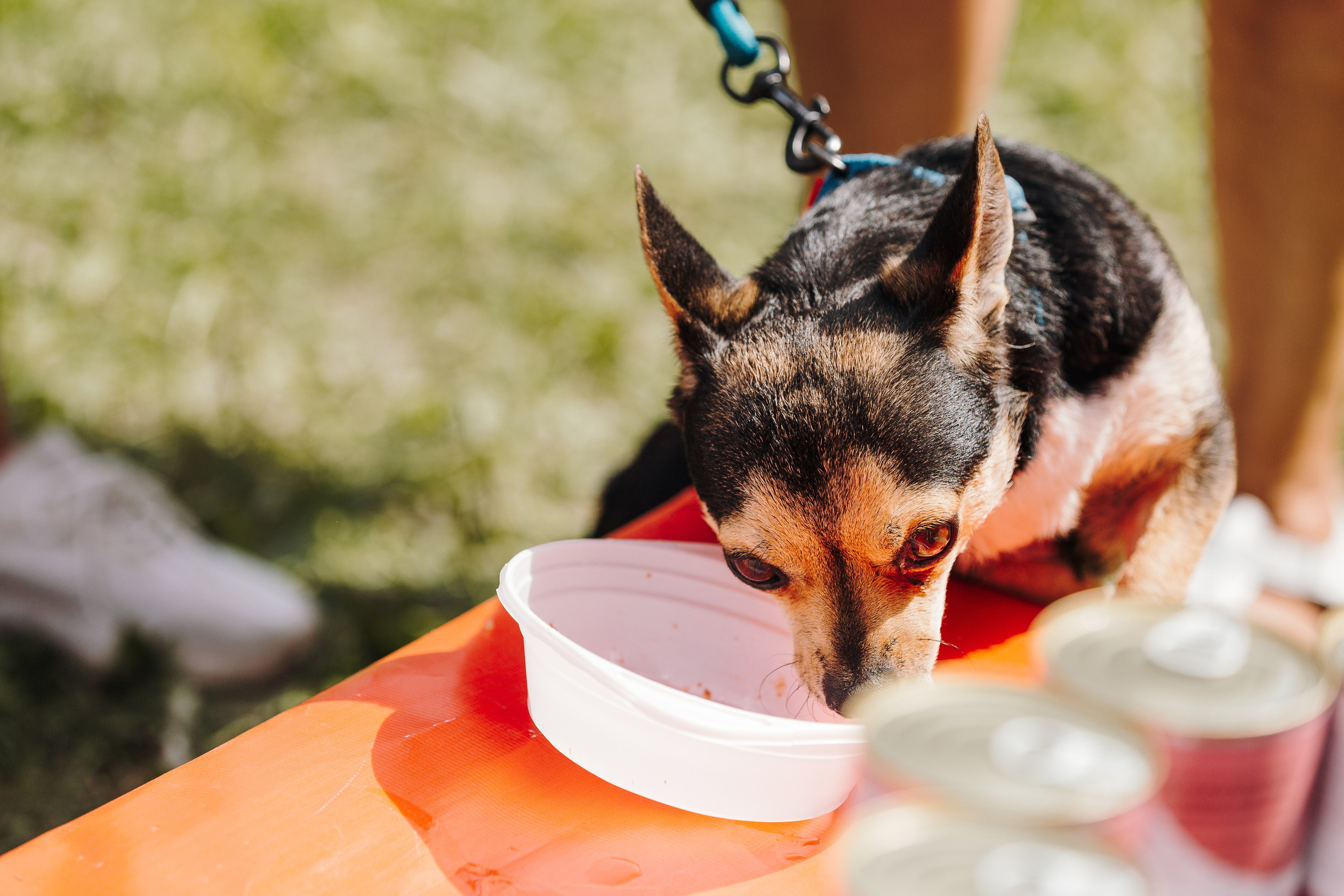 Petshop Sup day. Фотограф анималист Кристина Карпова, Москва
