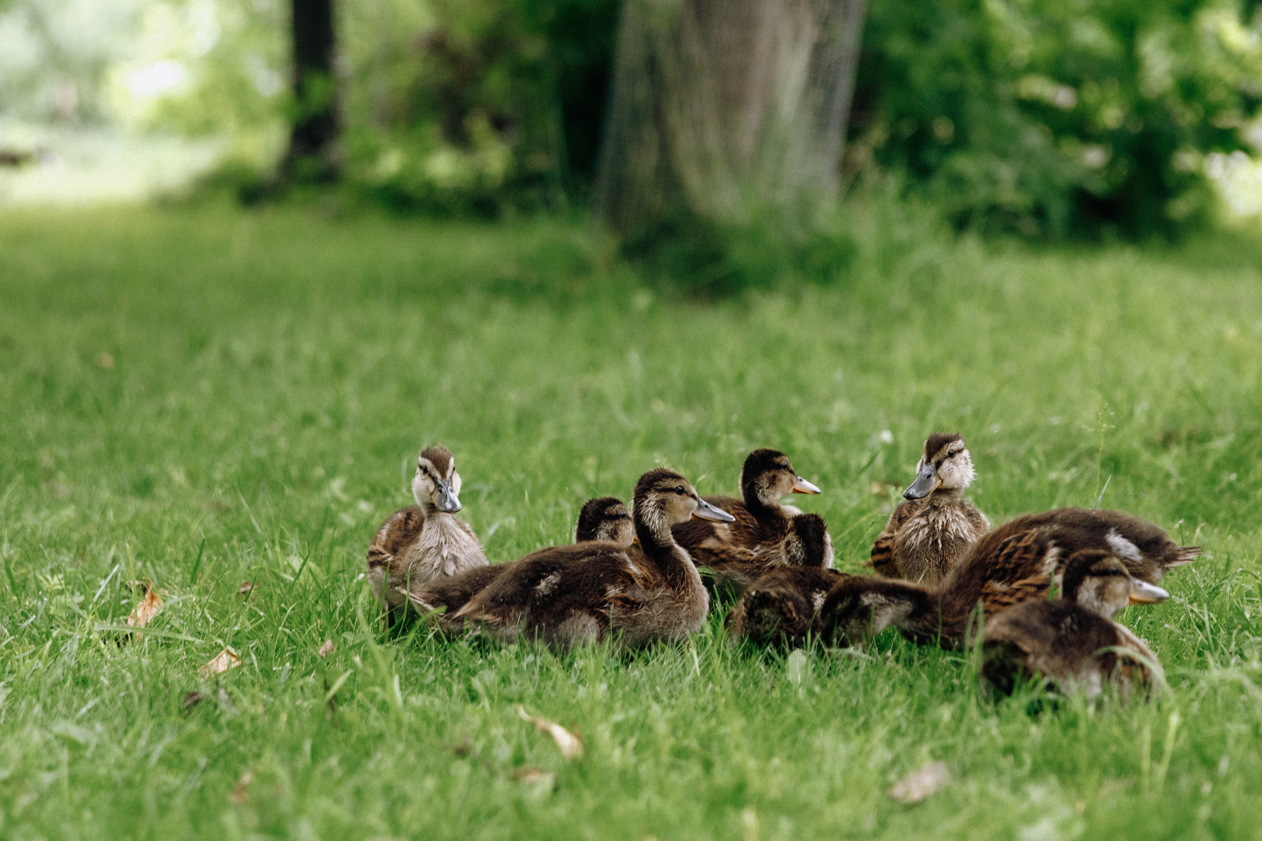 Натали и Андрей — Анонс Свадьбы — 11 июля 2020. Свадебный фотограф Тверь, Москва, Россия — Торопов Роман