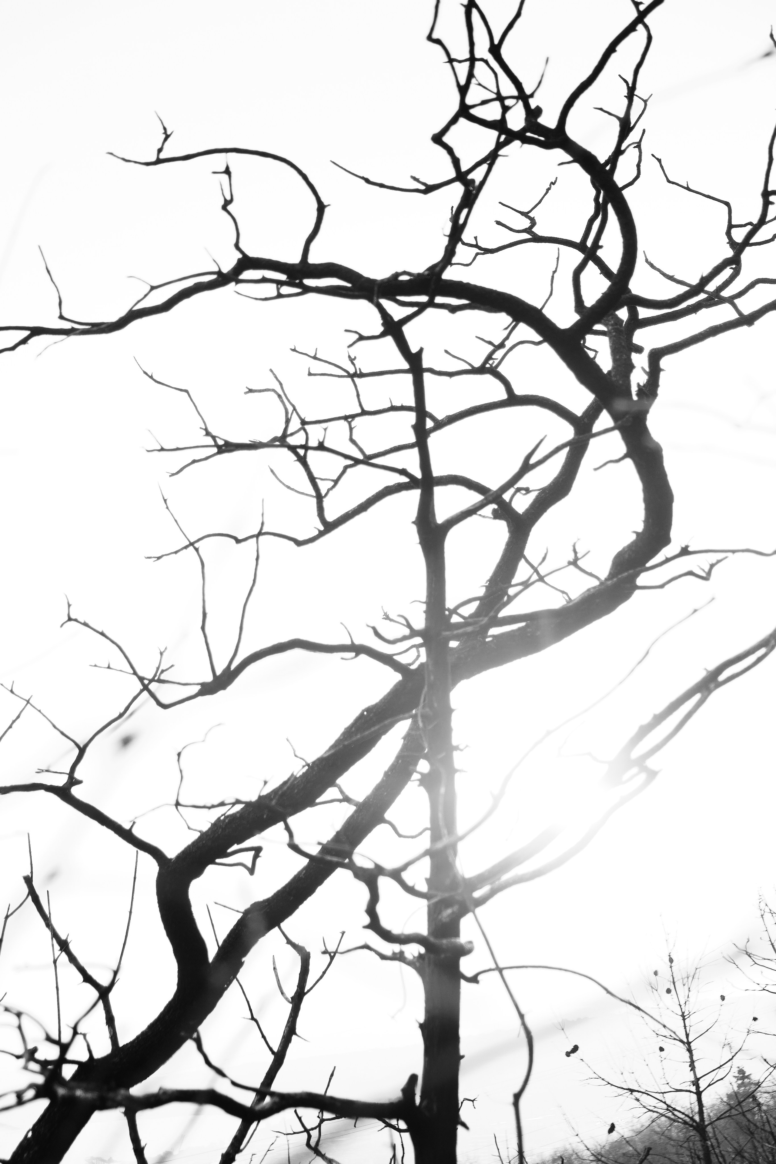 Burnt Forest | Natalie. Gerasko Aleks — Портрет, кричащий тишиной