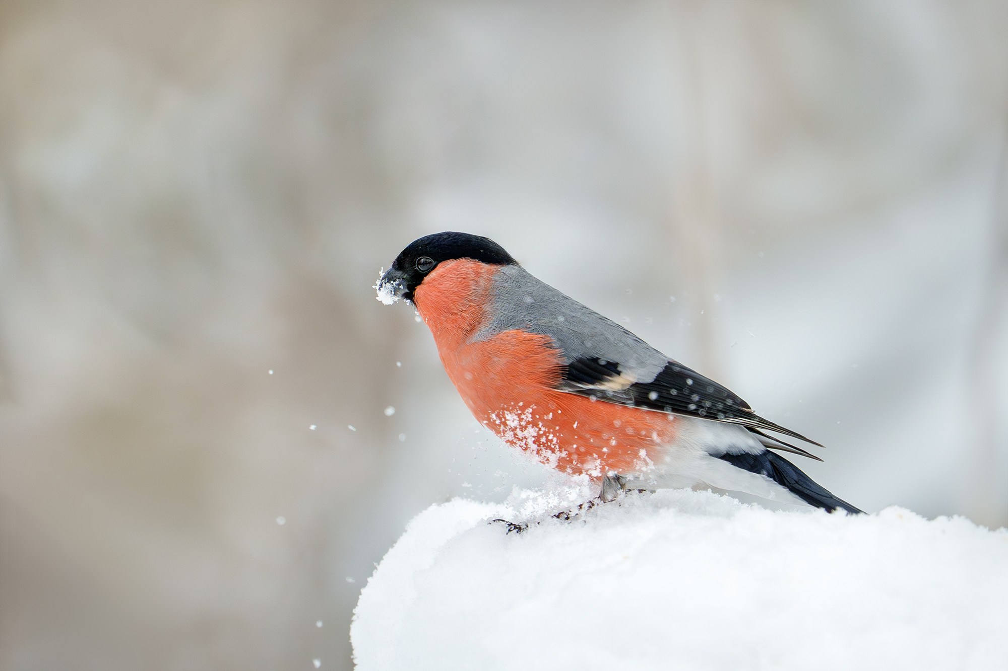 Удивительные мир птиц. Вокруг нас столько прекрасного — присмотритесь!. Ваш личный фотограф Марина Волкова