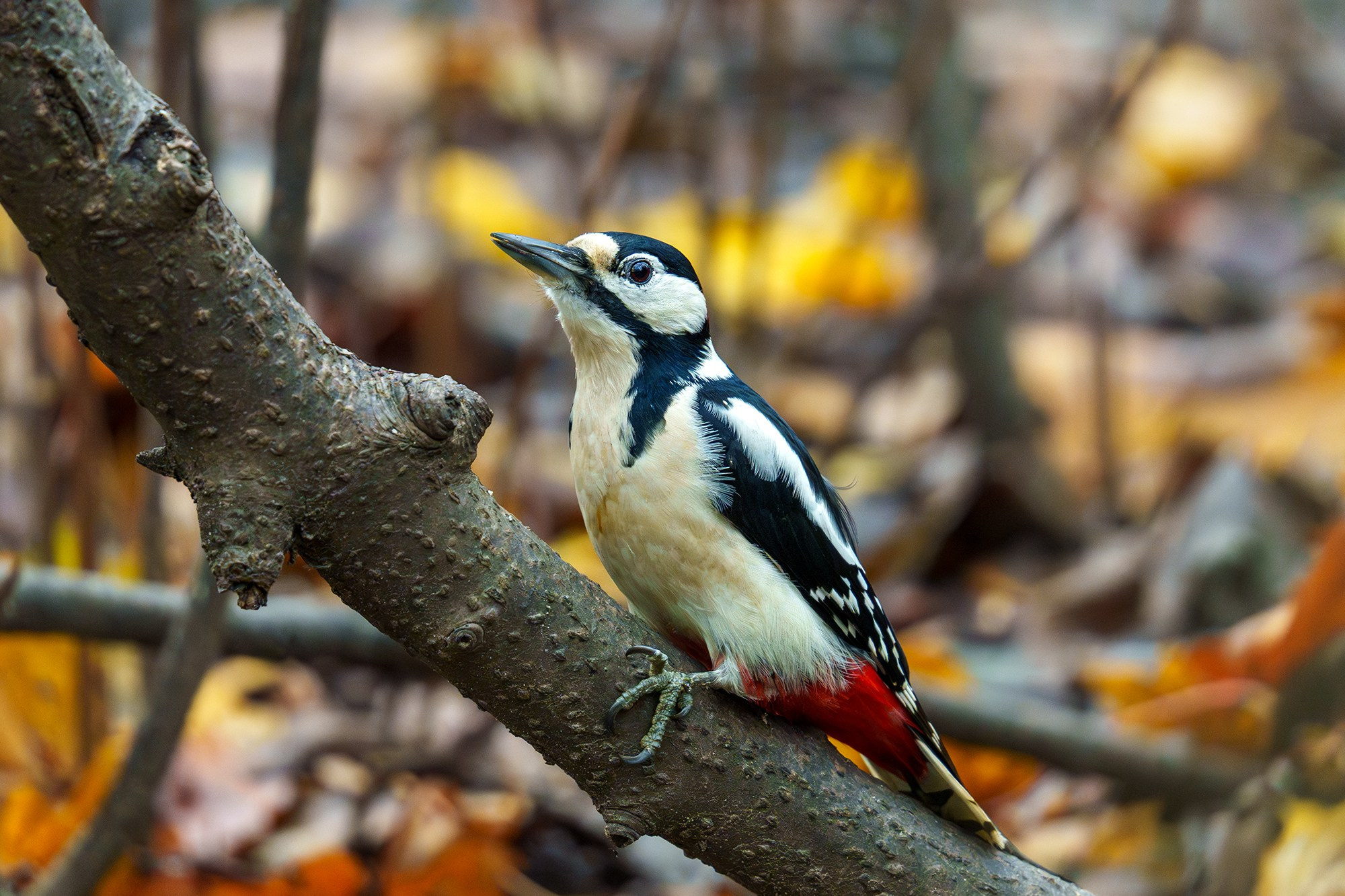 Удивительные мир птиц. Вокруг нас столько прекрасного — присмотритесь!. Ваш личный фотограф Марина Волкова