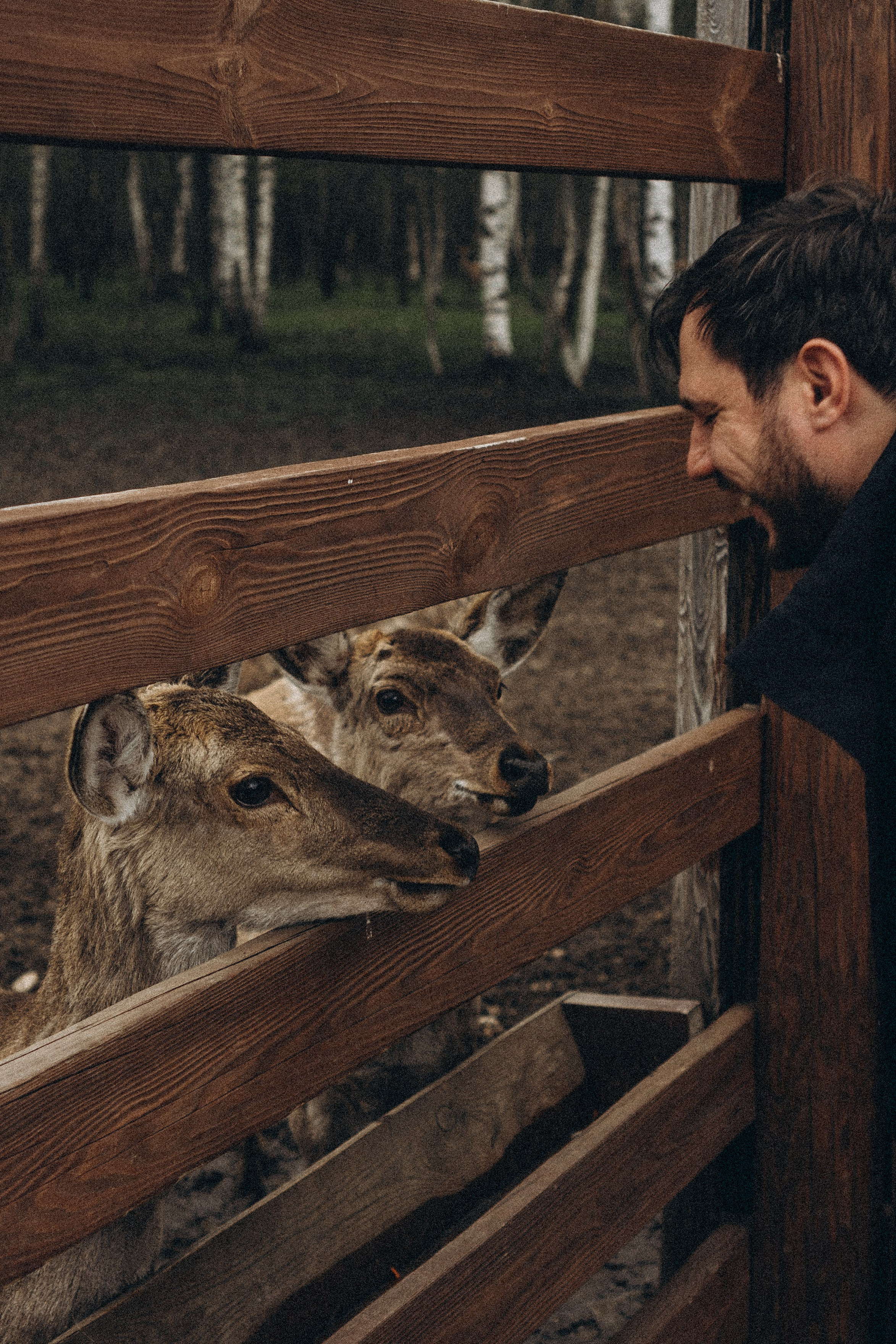 ОЛЕНЬЯ ФЕРМА В ТВЕРИ. Профессиональный фотограф, Санкт-Петербург — Виктория Богомолова