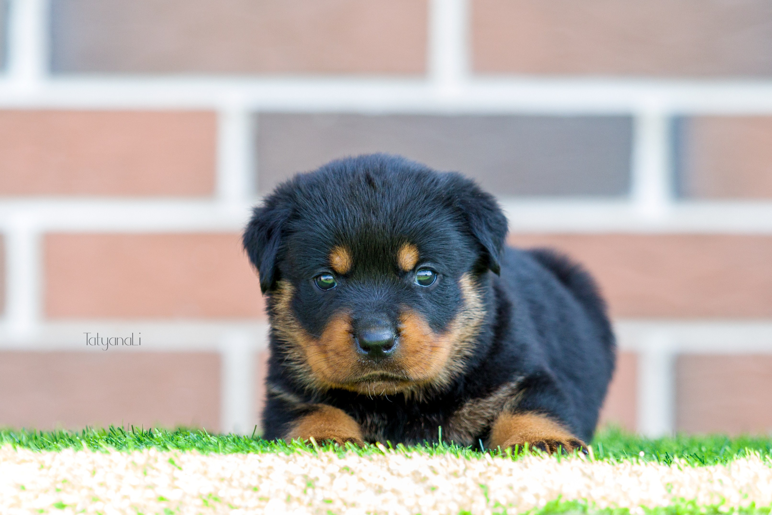 Ротвейлер. Фотограф — анималист Татьяна Ли