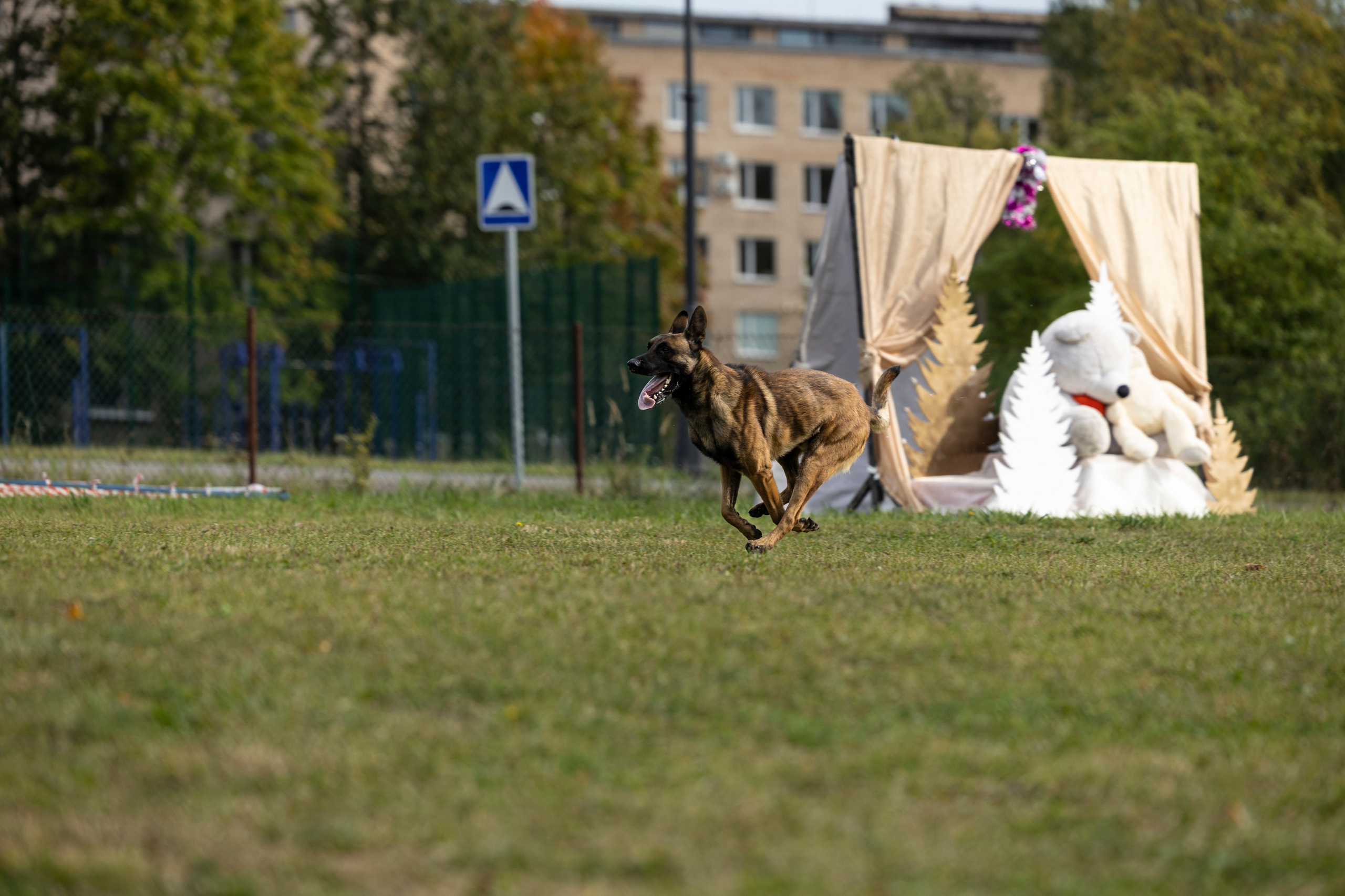 Испытания по Мондьорингу г. Пушкин. Фотограф-анималист Анна Маринич