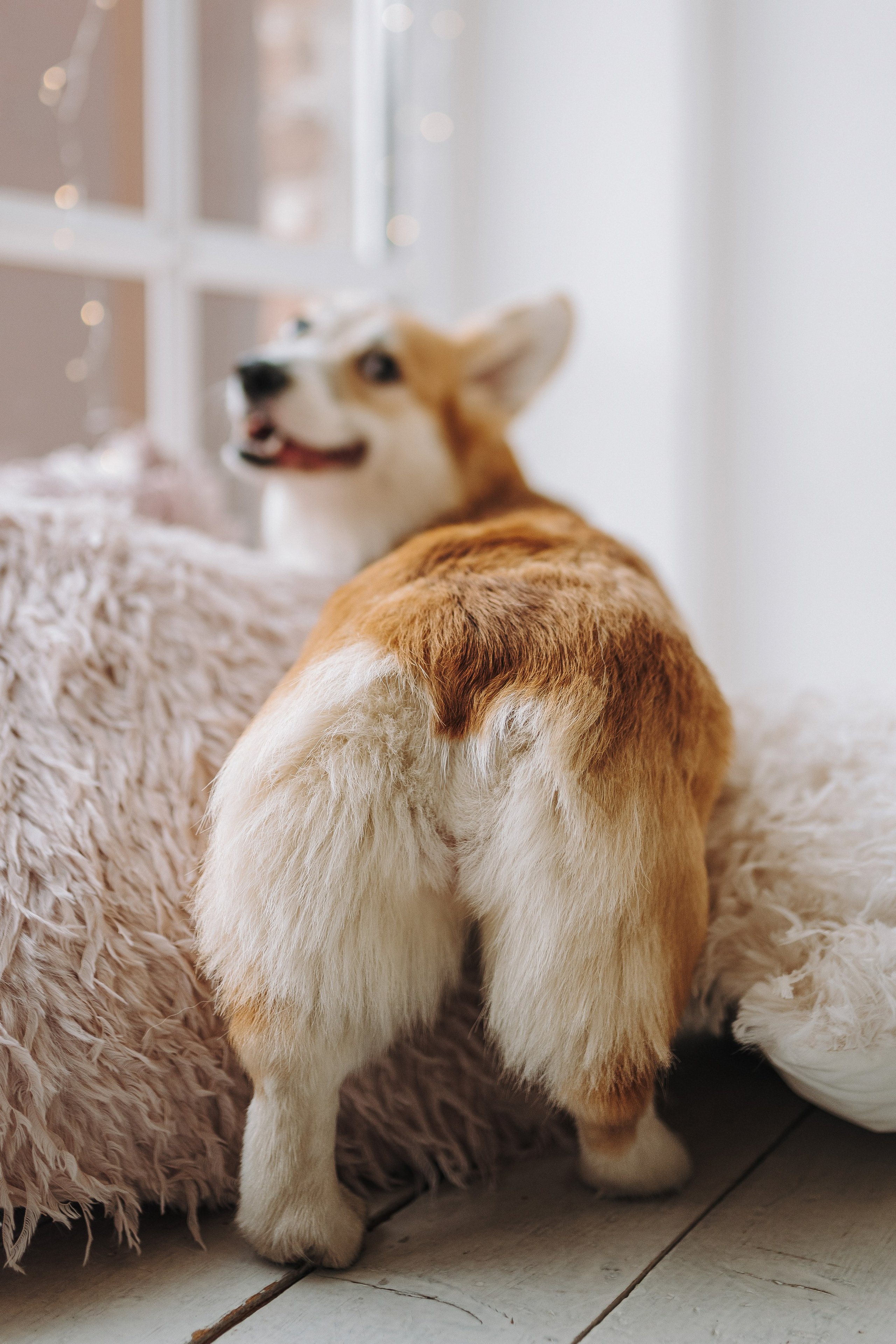 Александра и Бри. Фотограф анималист в Спб недорого Олеся Майорова
