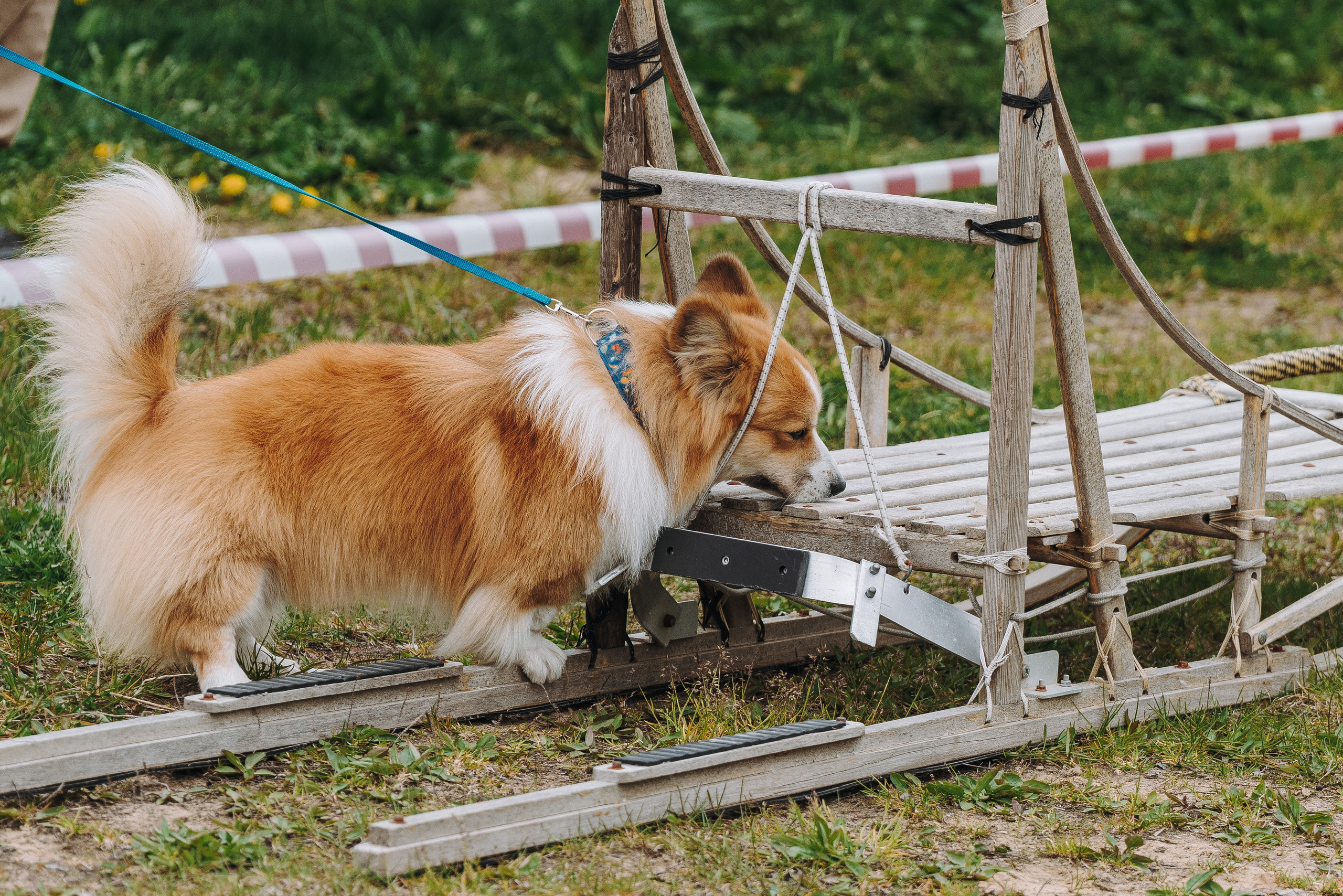 Соревнования по ноузворку в Лосево. Фотограф анималист в Спб недорого Олеся Майорова