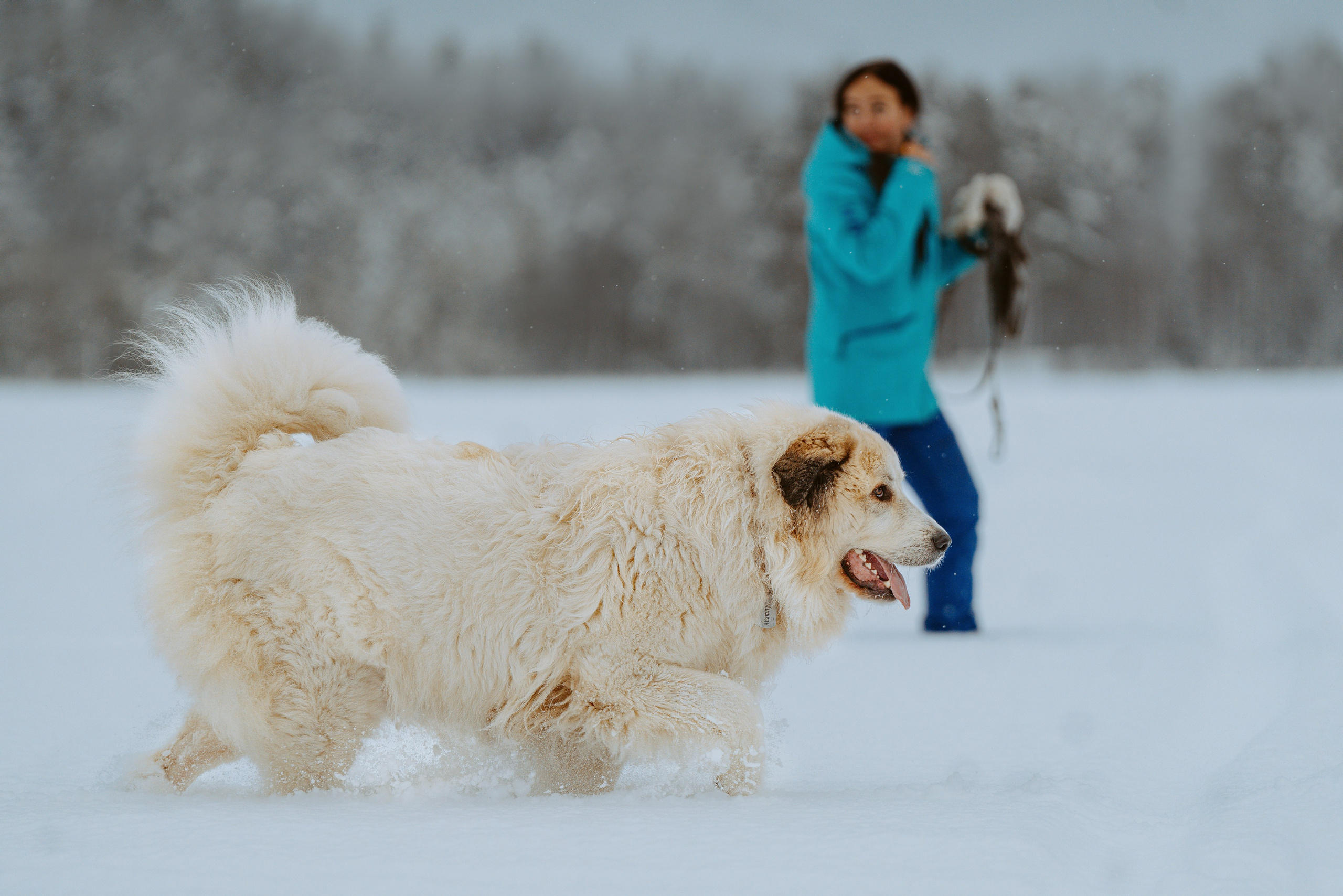 Фотограф питомцев в Санкт-Петербурге. Фотограф анималист в Спб недорого Олеся Майорова