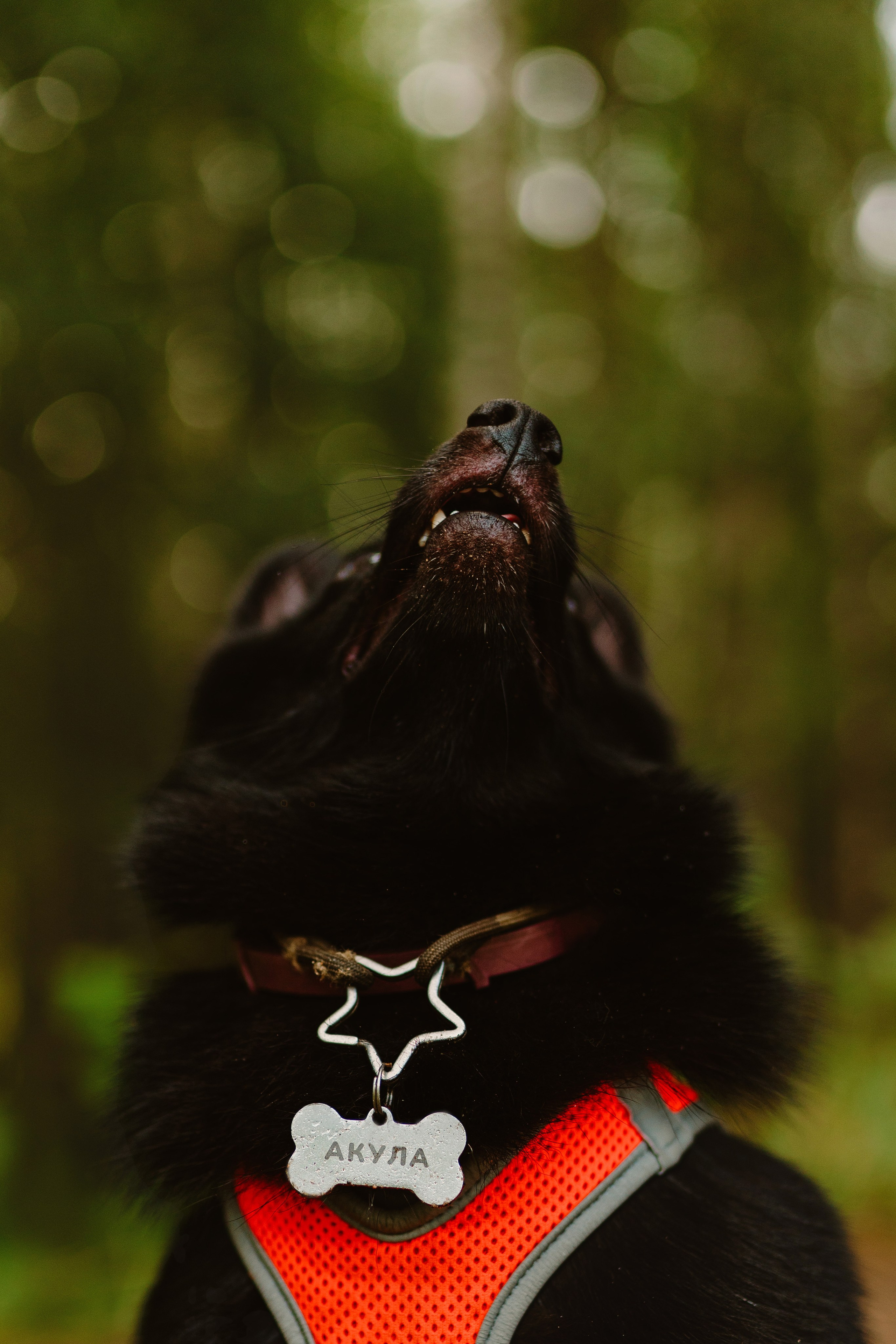 Евгения и Акула. Фотограф анималист в Спб недорого Олеся Майорова