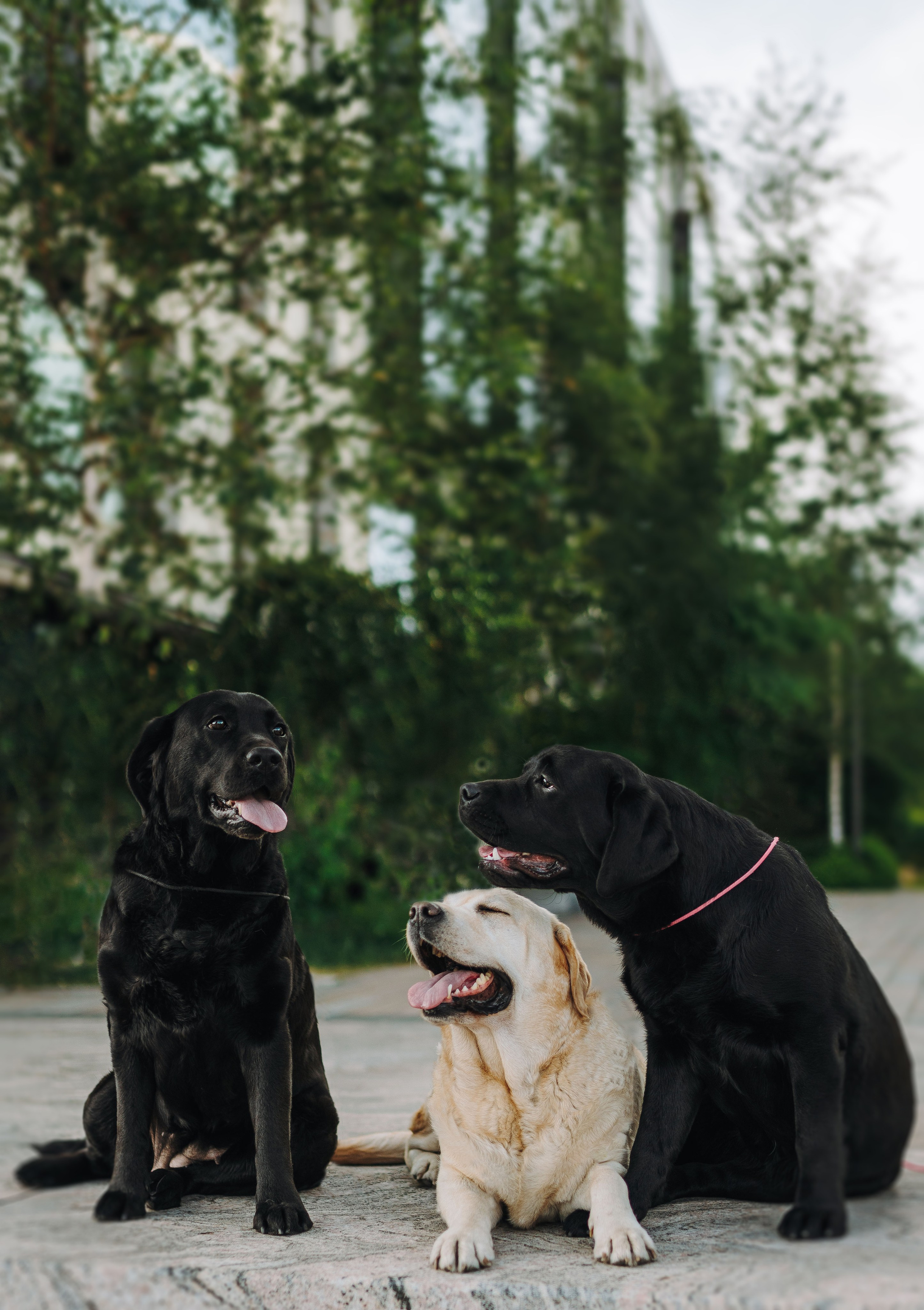 Лабрадоры питомника IRISLAV. Фотограф анималист в Спб недорого Олеся Майорова