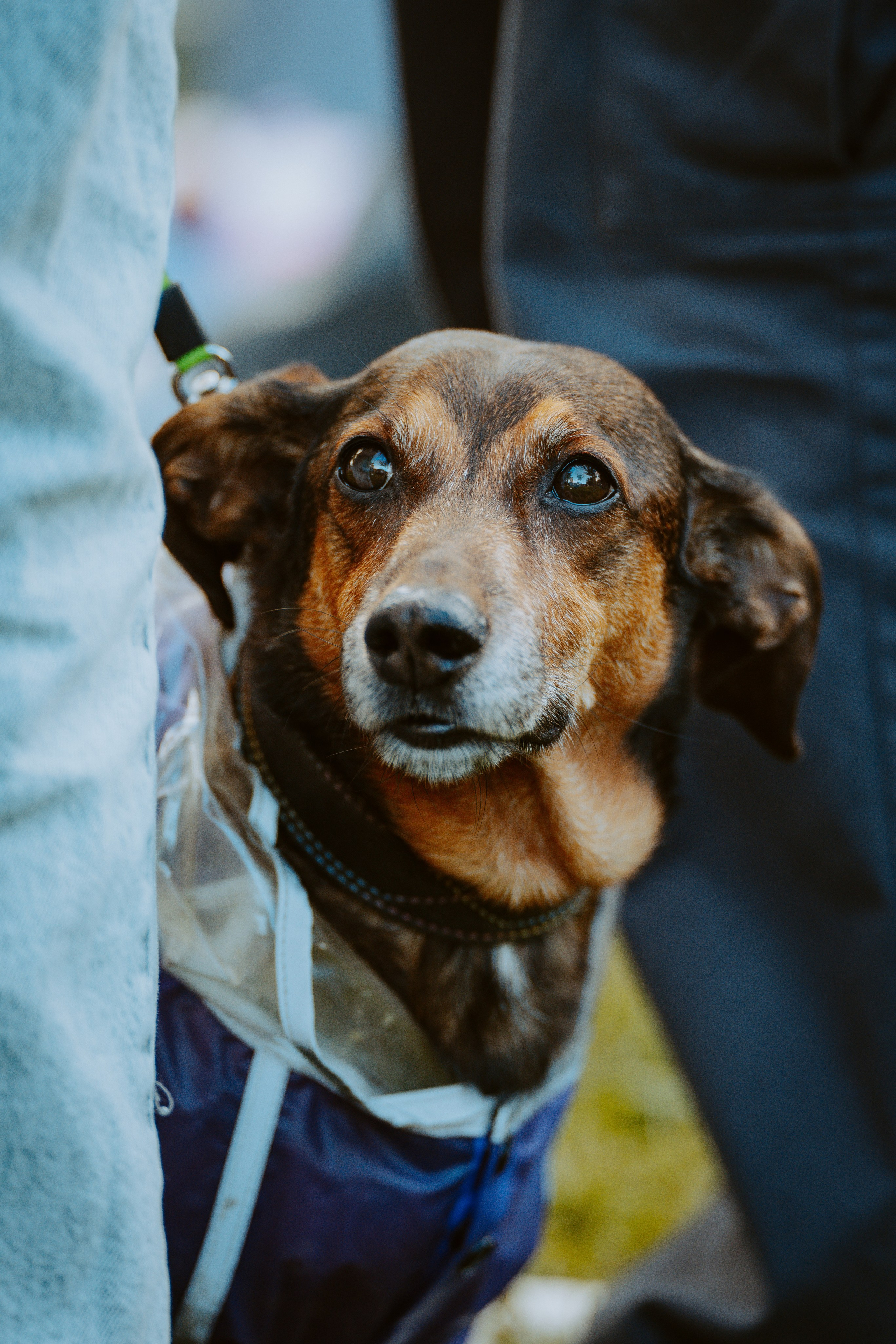 Такспарад. Фотограф анималист в Спб недорого Олеся Майорова