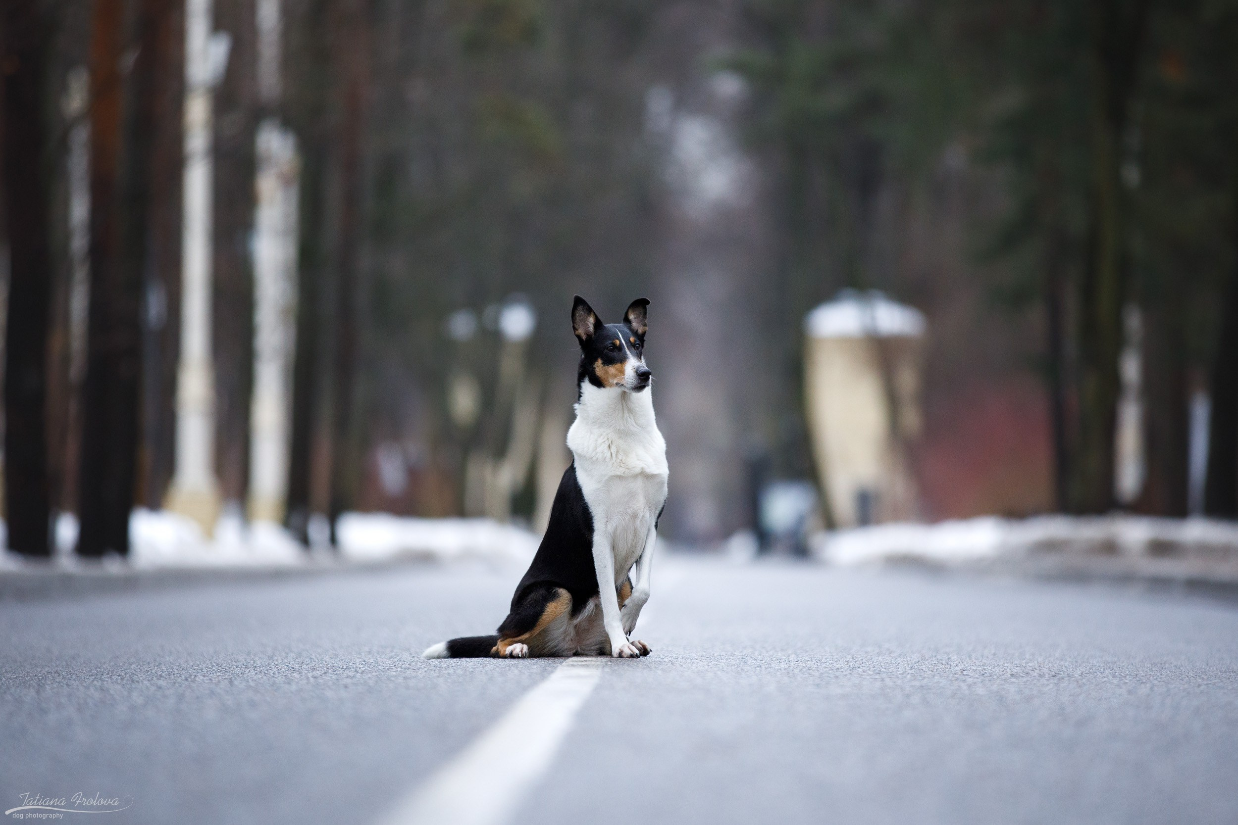 Фотопрогулка короткошерстной колли в Москве. Фотограф-анималист в Москве и Московской области Татьяна Фролова