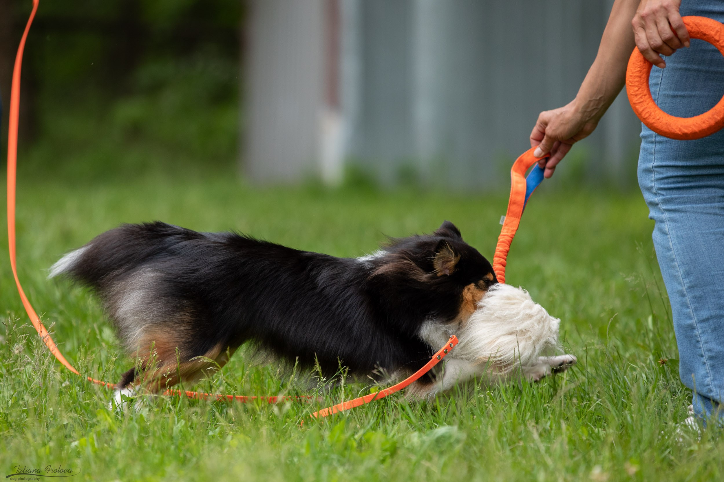 Репортаж с выводки молодняка колли/шелти в Ясенево. Фотограф-анималист в Москве и Московской области Татьяна Фролова