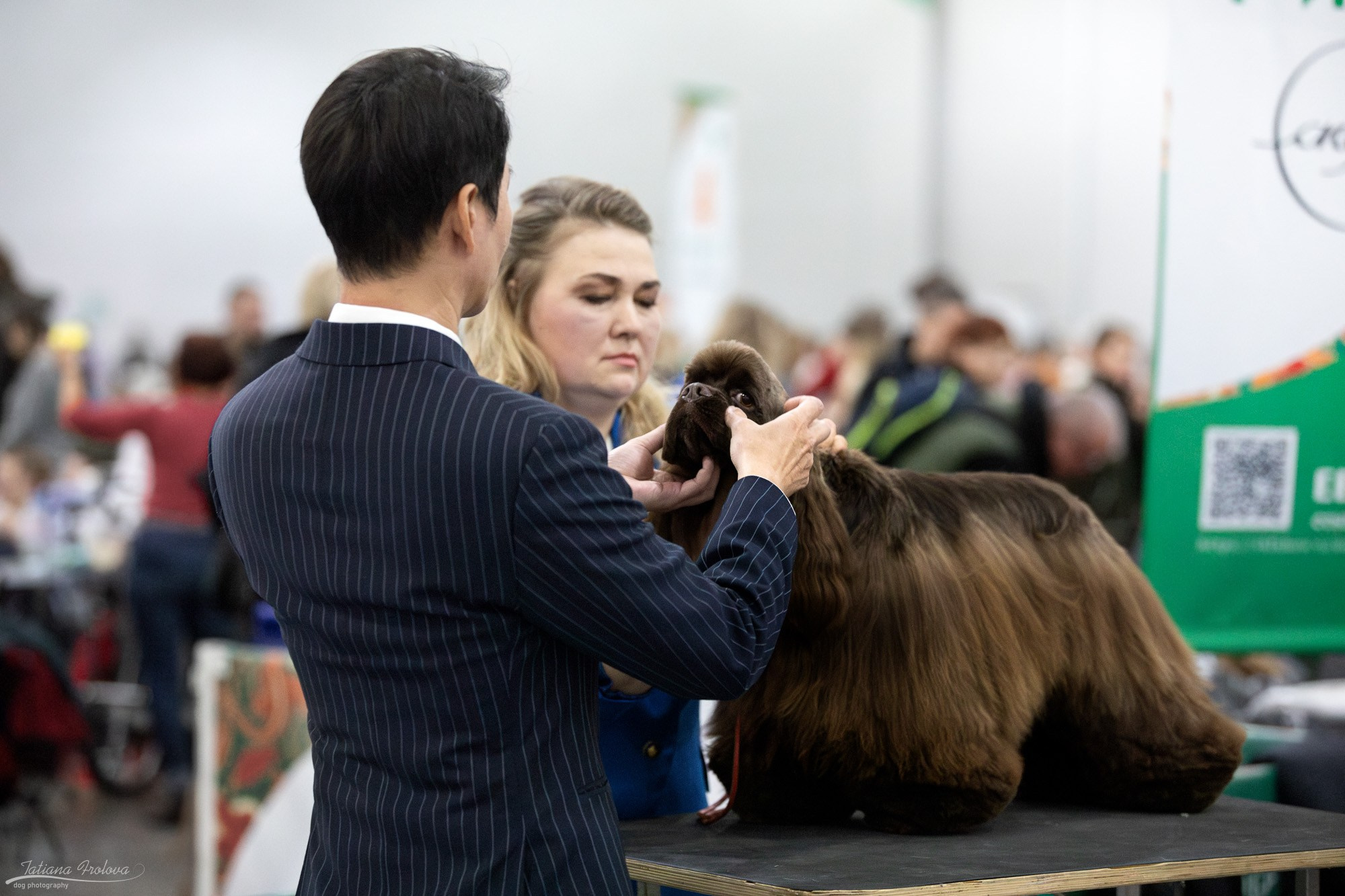 Съёмка в ринге на Евразии, России. Фотограф-анималист в Москве и Московской области Татьяна Фролова