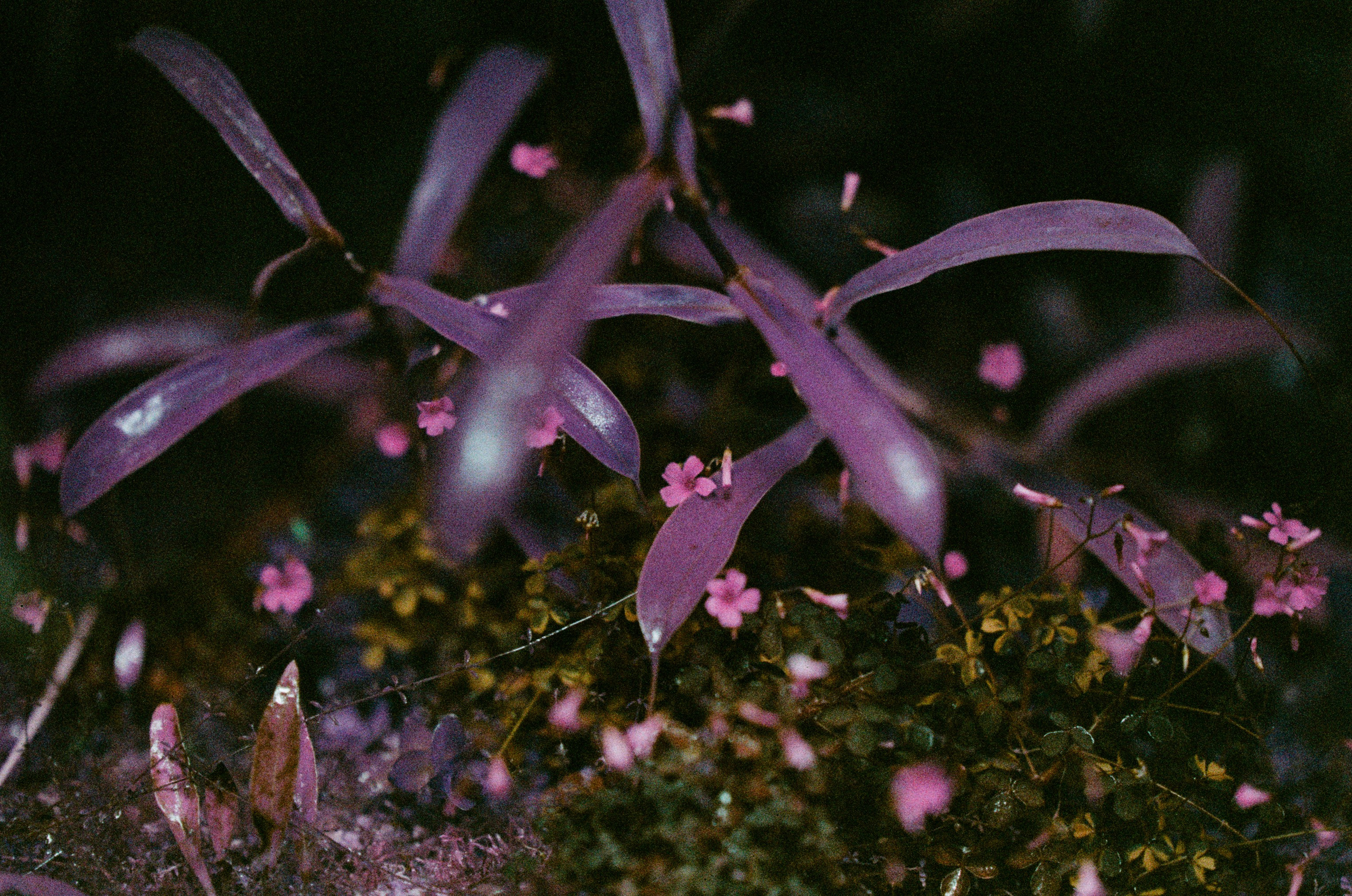 If i get high II. EVER EXPOSED