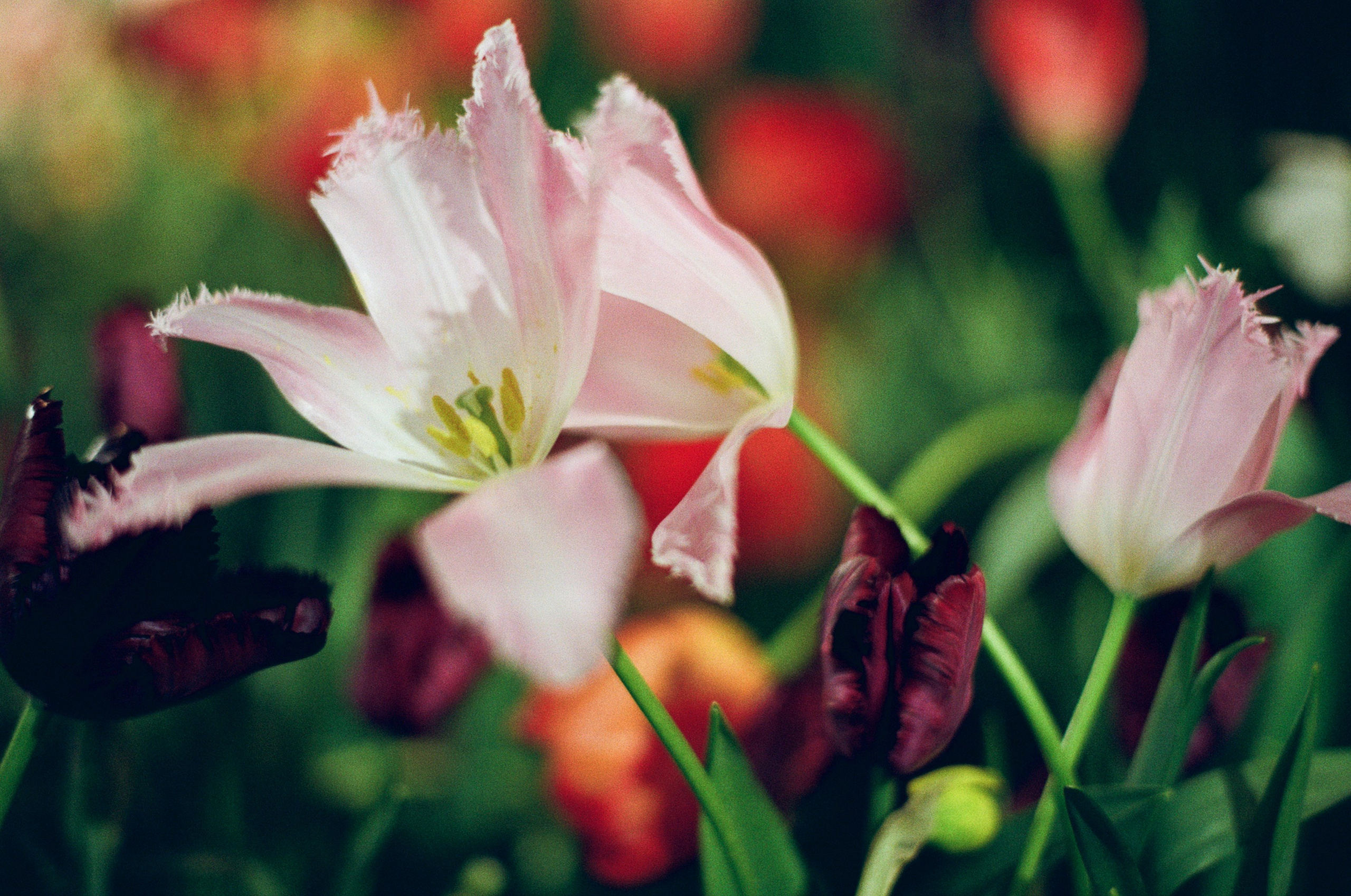 If i get high IV. EVER EXPOSED