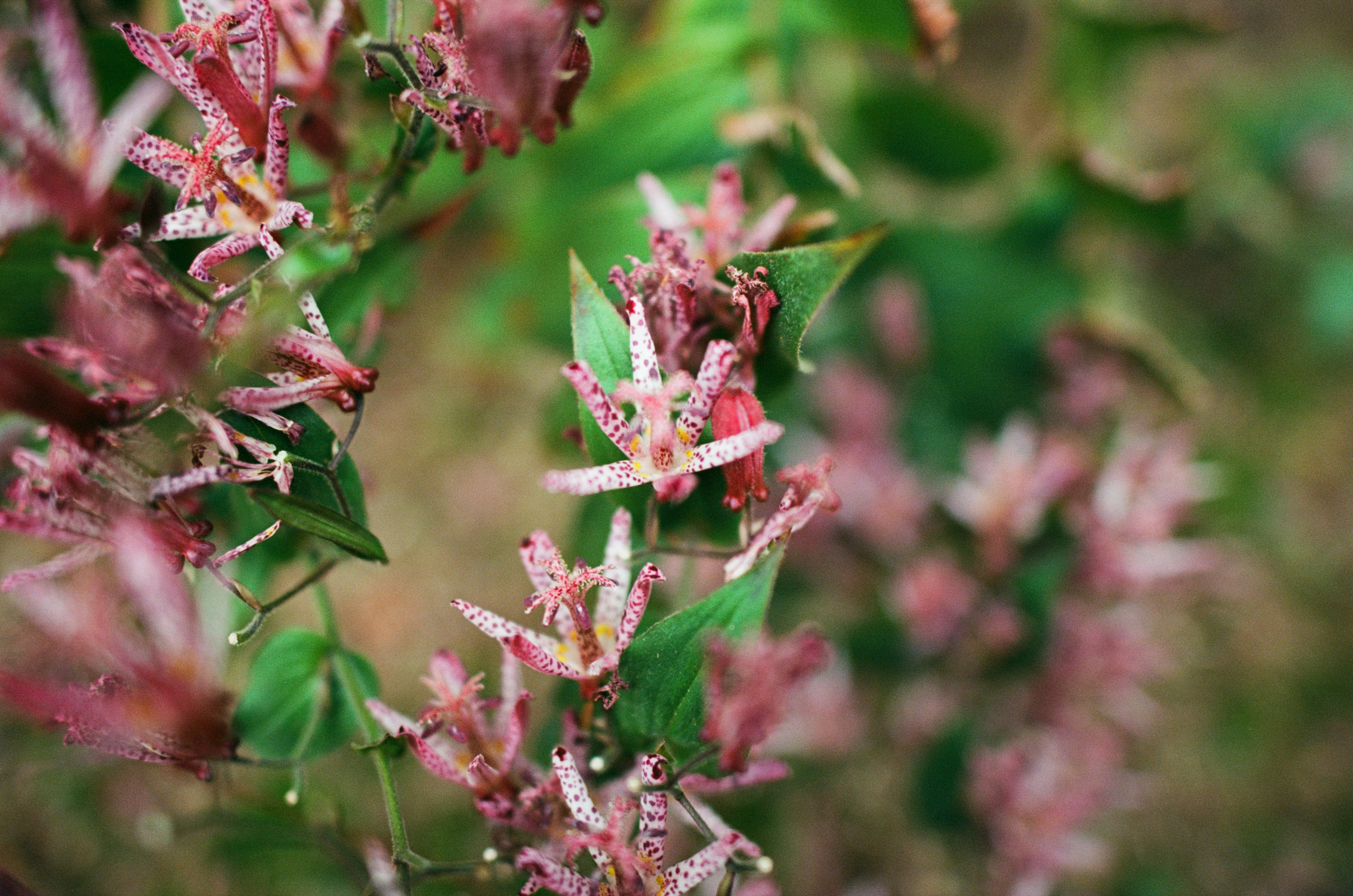 Out of noise // japan, takayama. EVER EXPOSED