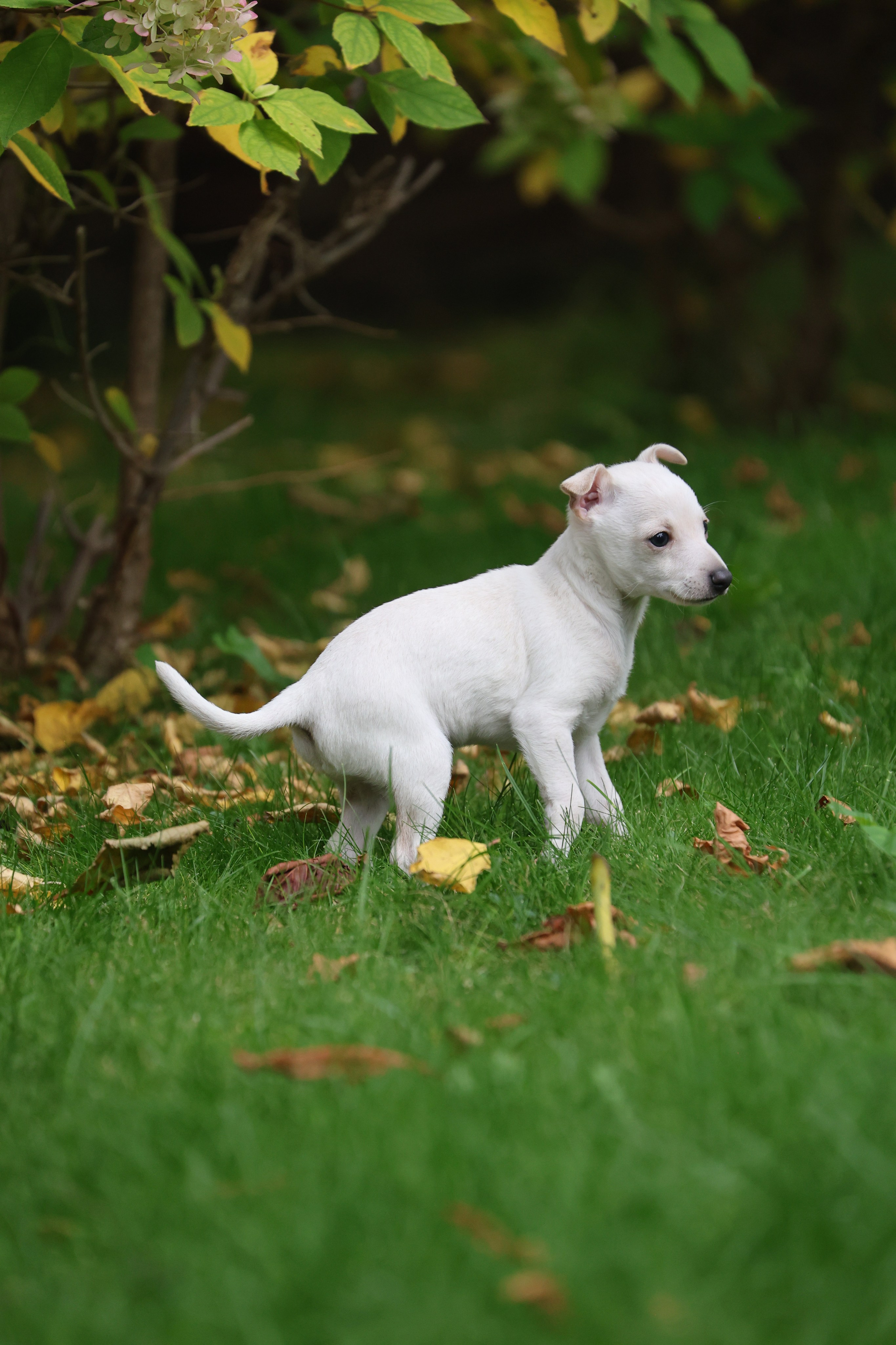 Жемчужные мальчики. Professional Italian Greyhound Kennel RKF/FCI ASTI SAPPHIRE 💎 Sochi|St. Petersburg