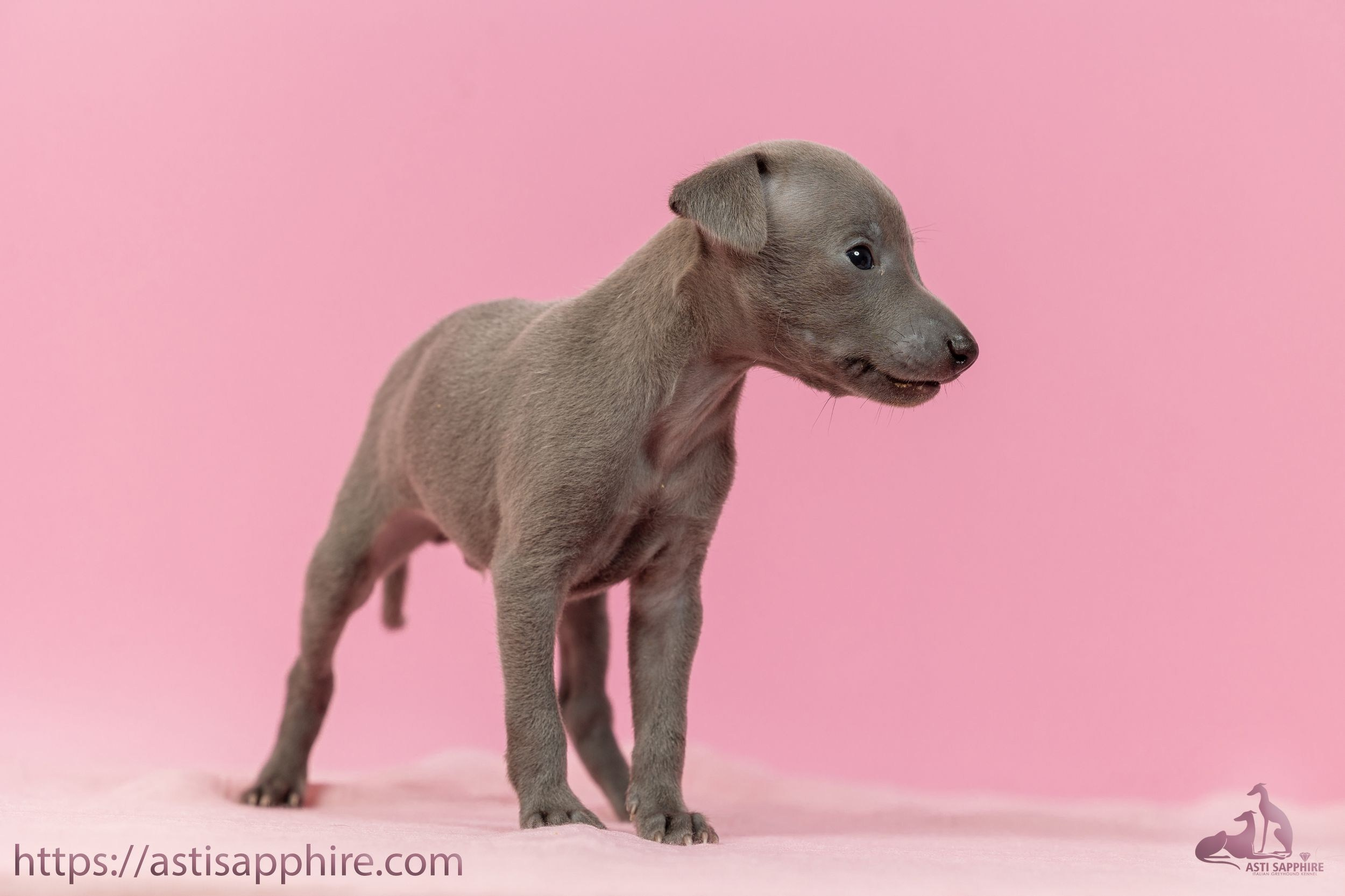 Июльские малыши. Professional Italian Greyhound Kennel RKF/FCI ASTI SAPPHIRE 💎 Sochi|St. Petersburg