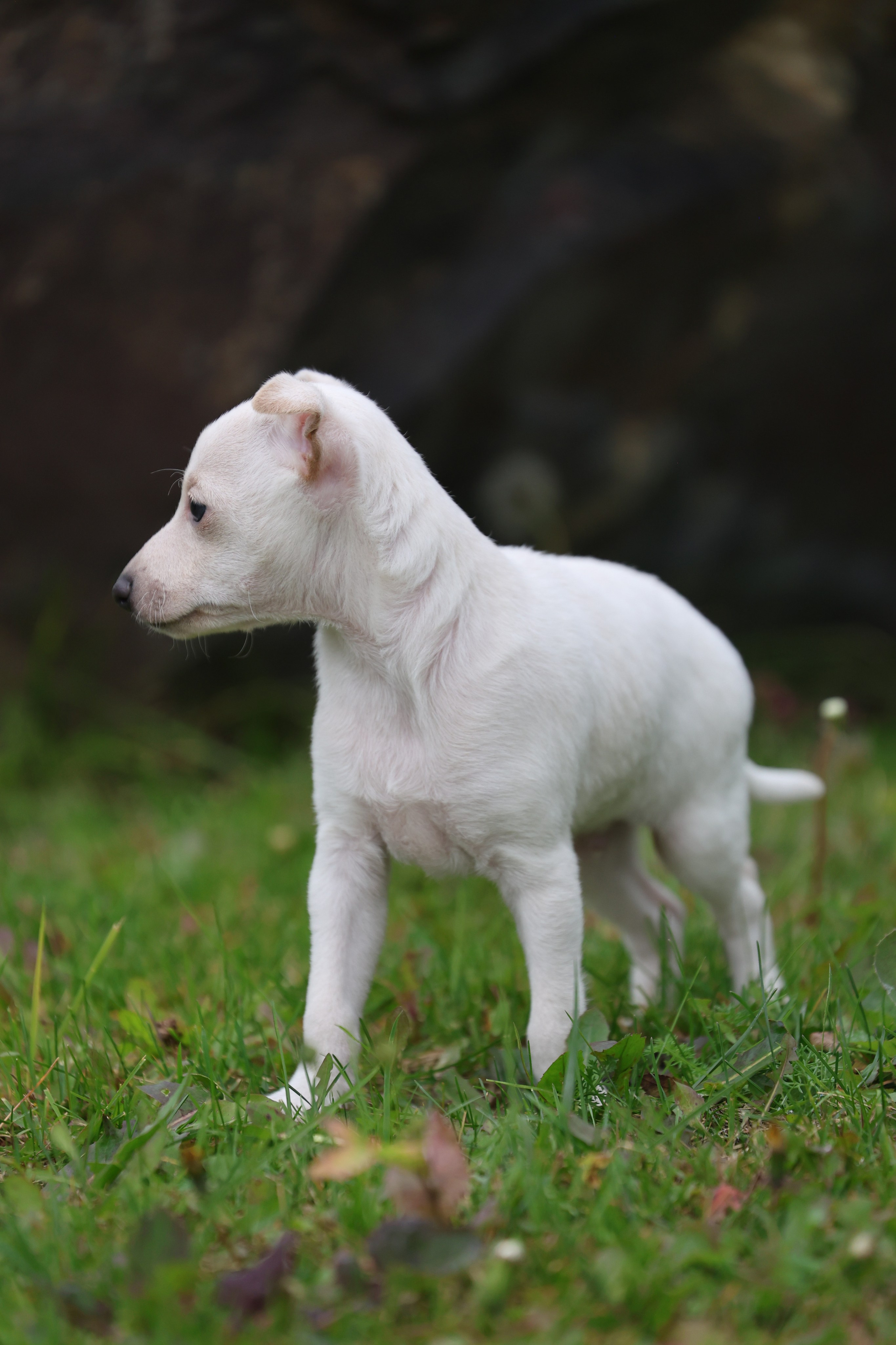 Жемчужные мальчики. Professional Italian Greyhound Kennel RKF/FCI ASTI SAPPHIRE 💎 Sochi|St. Petersburg
