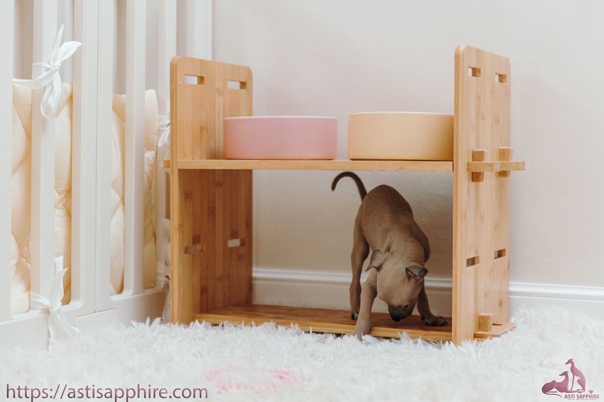Июльские малыши. Professional Italian Greyhound Kennel RKF/FCI ASTI SAPPHIRE 💎 Sochi|St. Petersburg