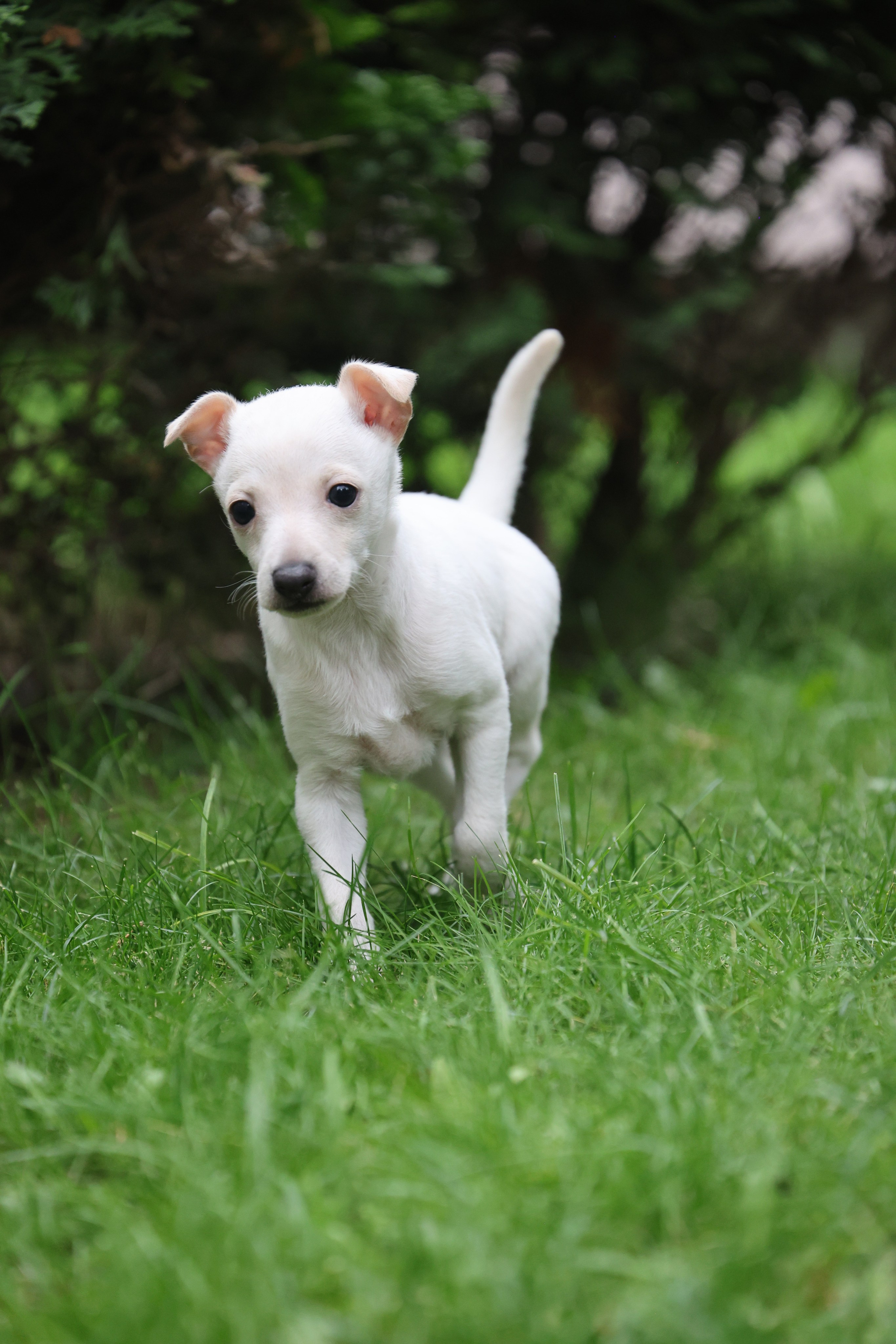 Жемчужные мальчики. Professional Italian Greyhound Kennel RKF/FCI ASTI SAPPHIRE 💎 Sochi|St. Petersburg