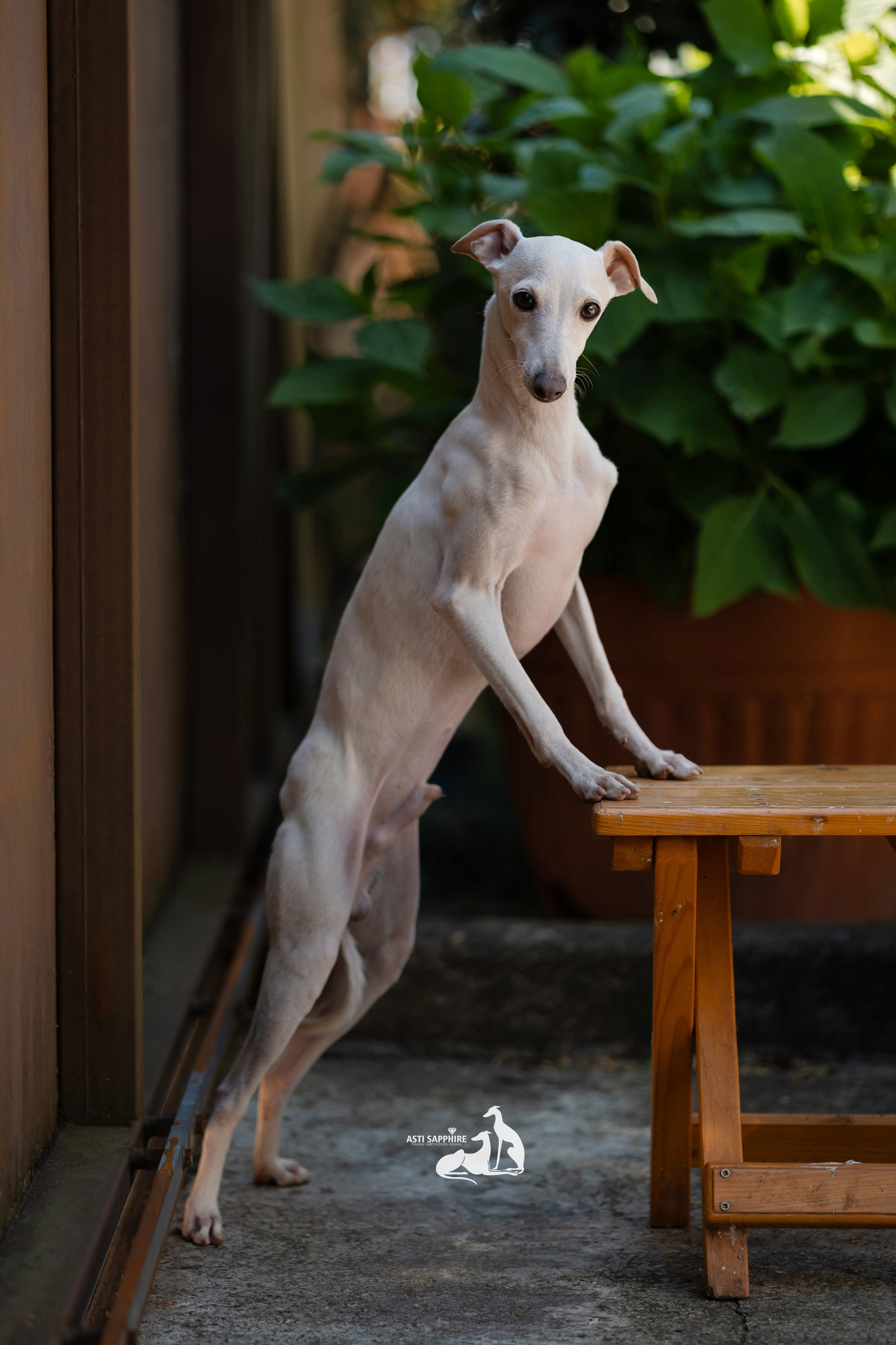 Asti Sapphire Zeus. Professional Italian Greyhound Kennel RKF/FCI ASTI SAPPHIRE 💎 Sochi|St. Petersburg