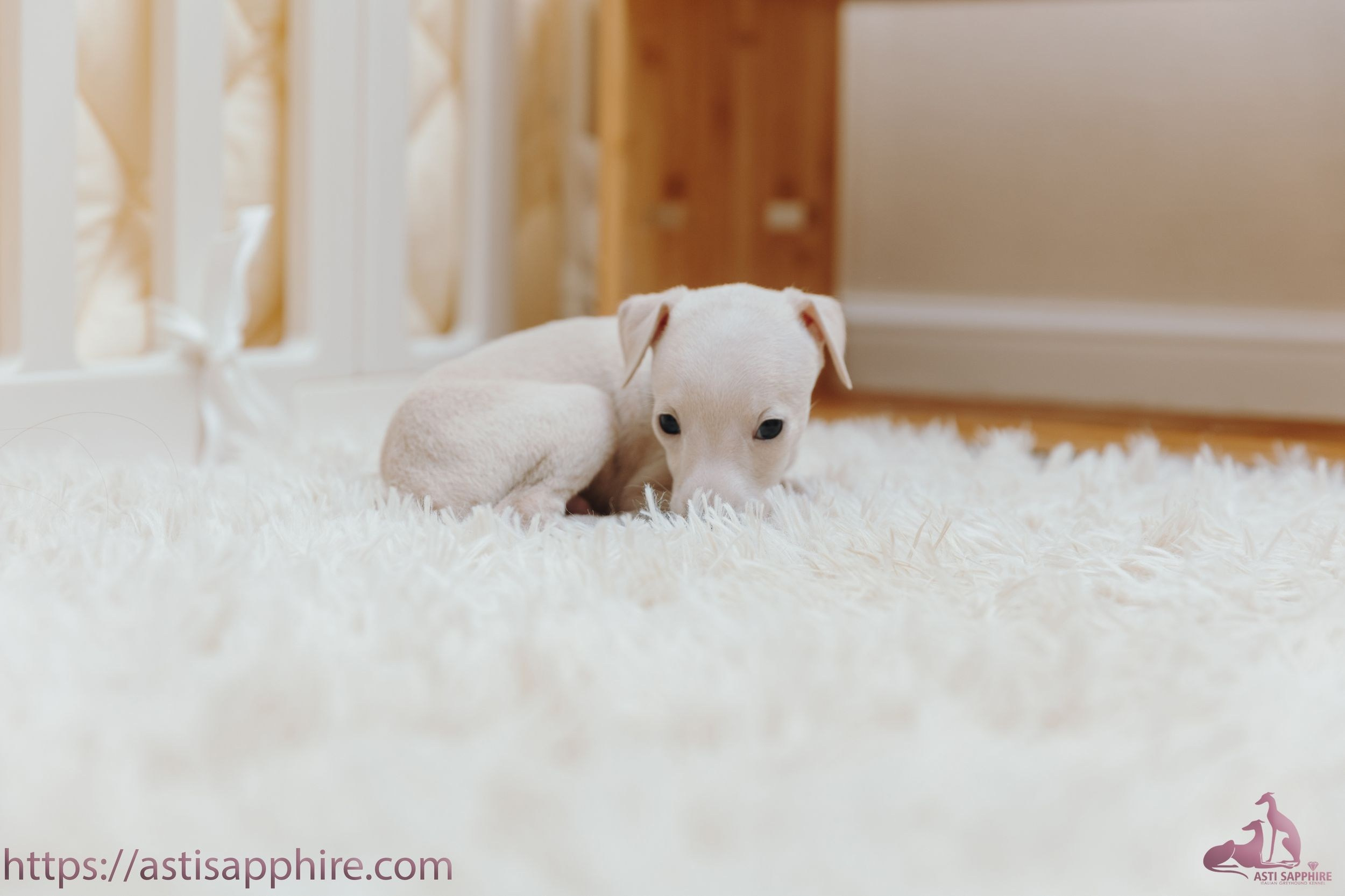 Июльские малыши. Professional Italian Greyhound Kennel RKF/FCI ASTI SAPPHIRE 💎 Sochi|St. Petersburg