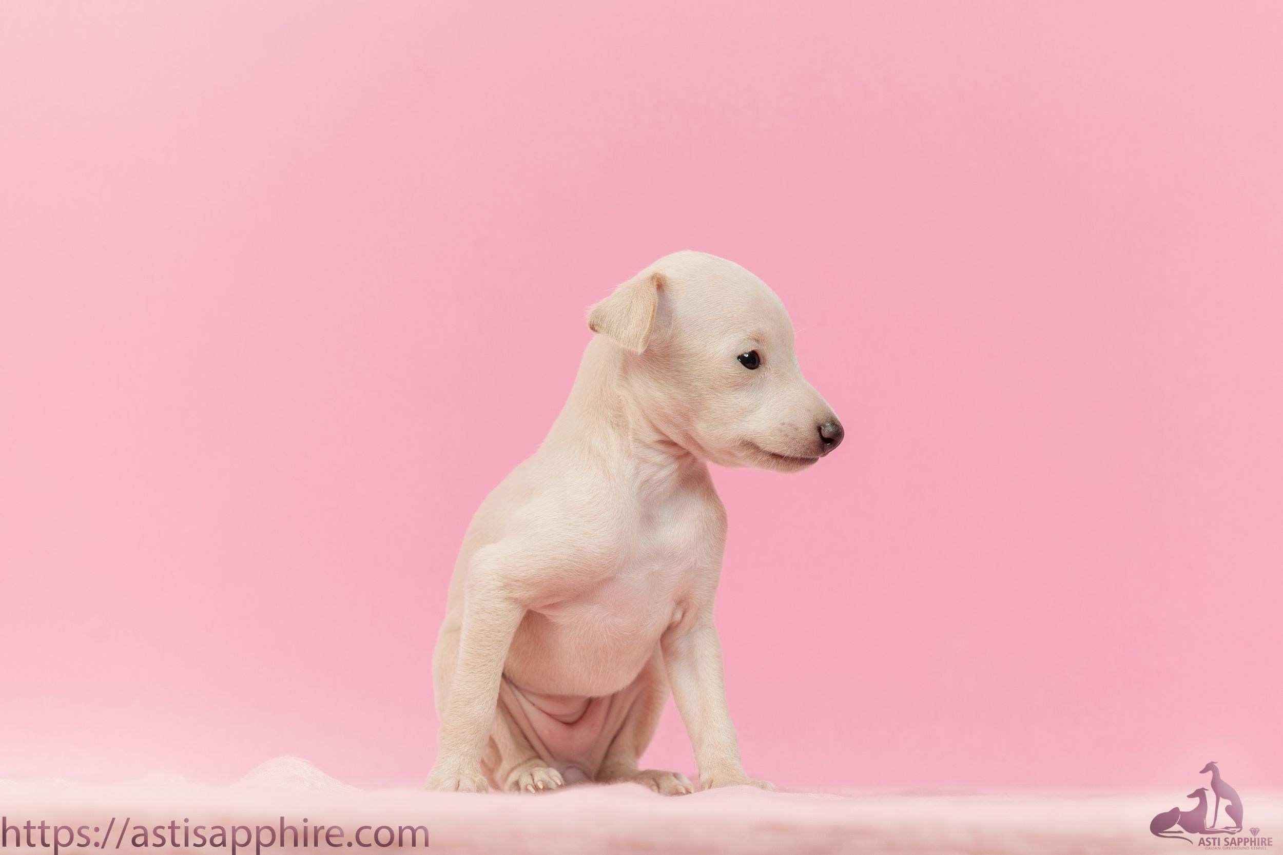 Июльские малыши. Professional Italian Greyhound Kennel RKF/FCI ASTI SAPPHIRE 💎 Sochi|St. Petersburg