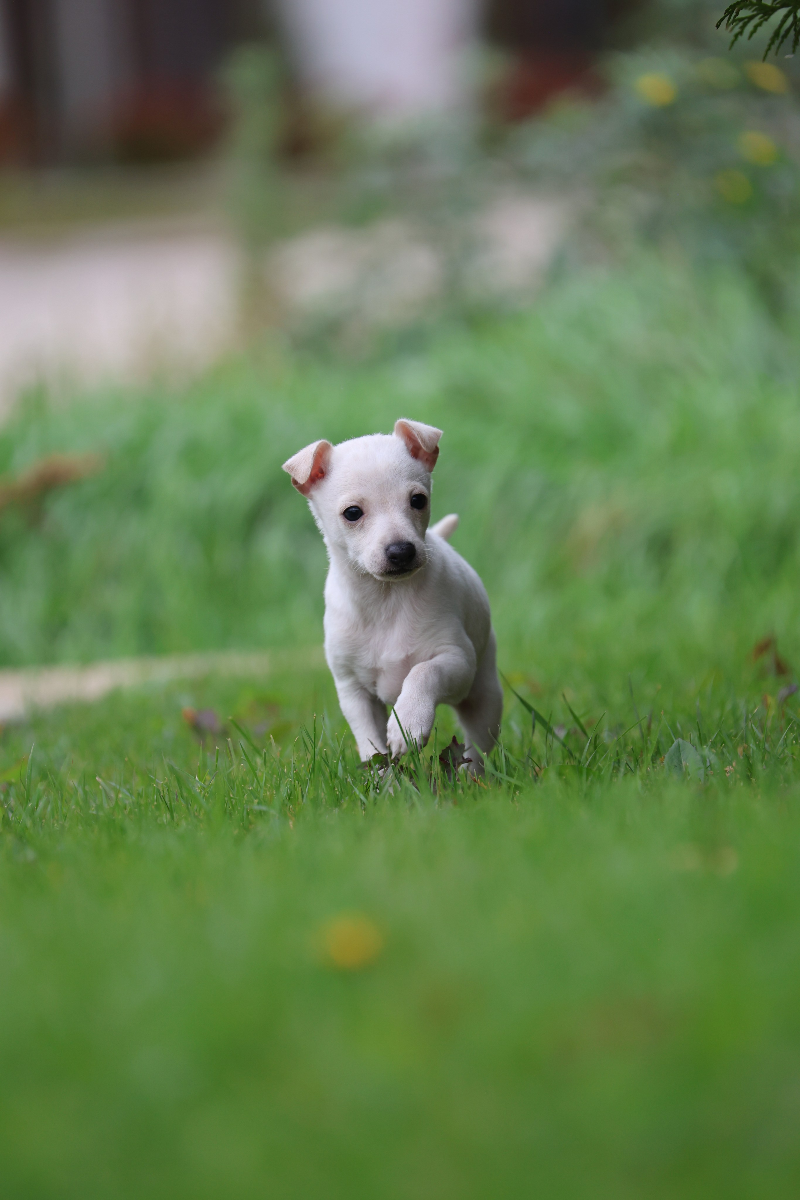Жемчужные мальчики. Professional Italian Greyhound Kennel RKF/FCI ASTI SAPPHIRE 💎 Sochi|St. Petersburg