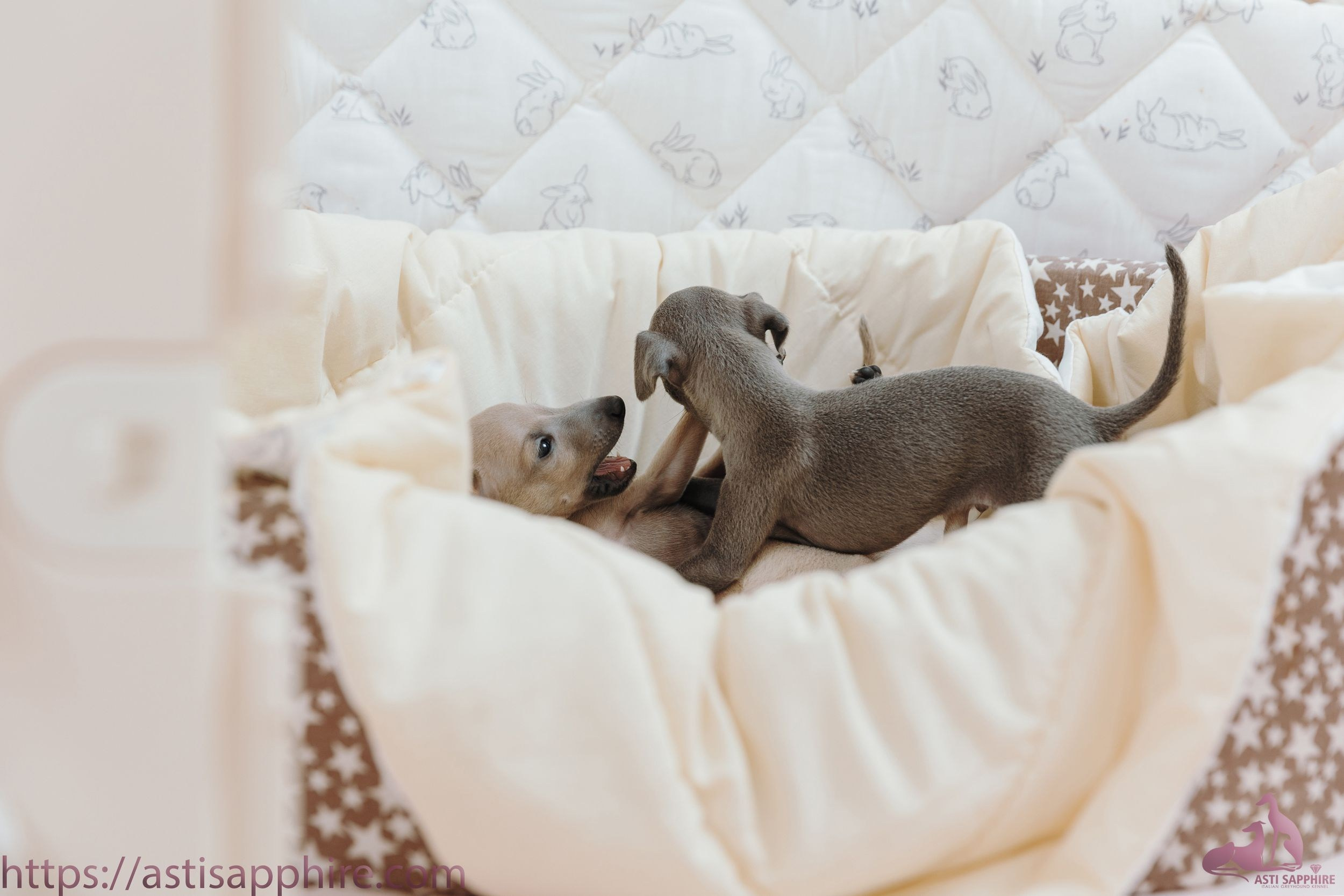 Июльские малыши. Professional Italian Greyhound Kennel RKF/FCI ASTI SAPPHIRE 💎 Sochi|St. Petersburg