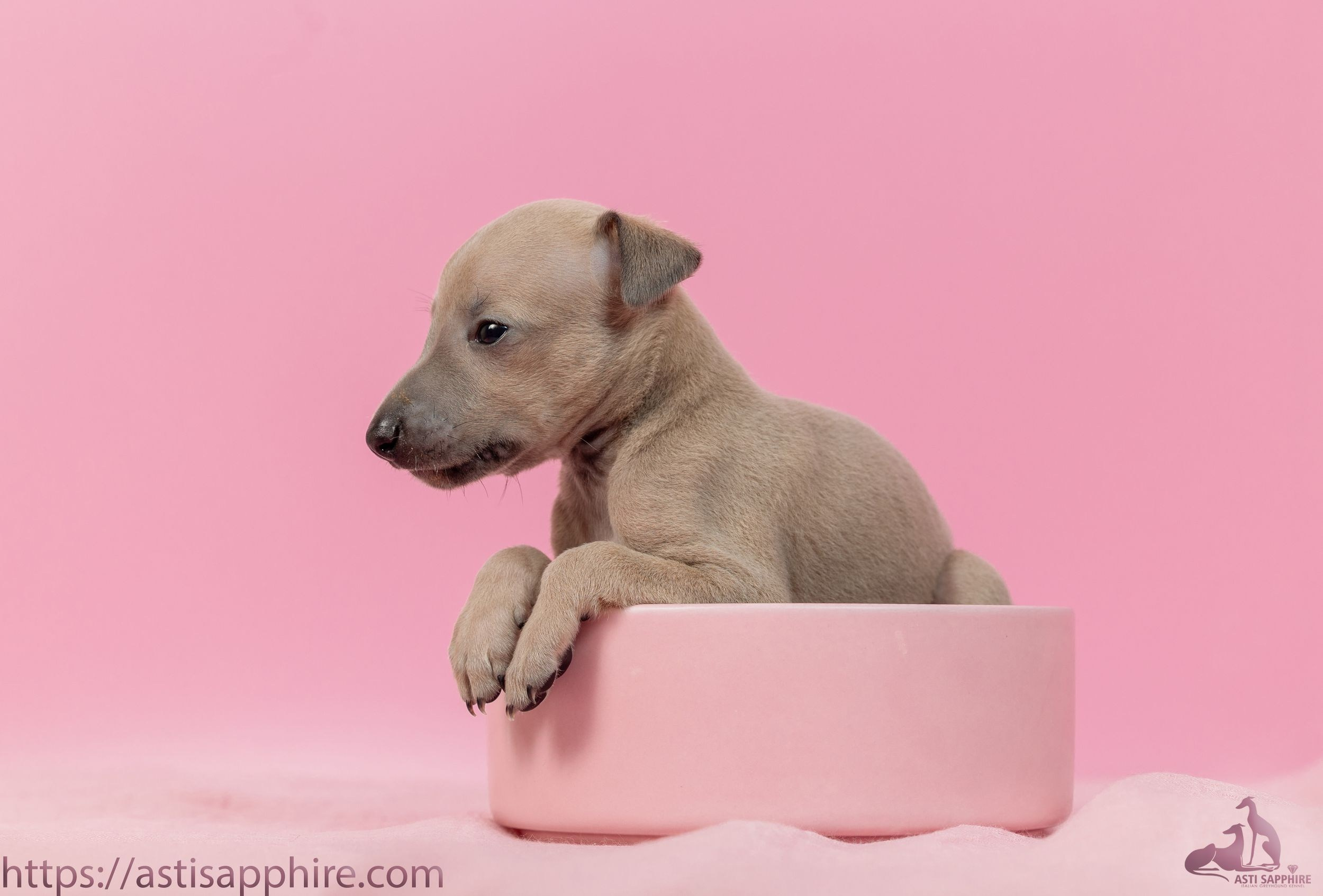 Июльские малыши. Professional Italian Greyhound Kennel RKF/FCI ASTI SAPPHIRE 💎 Sochi|St. Petersburg