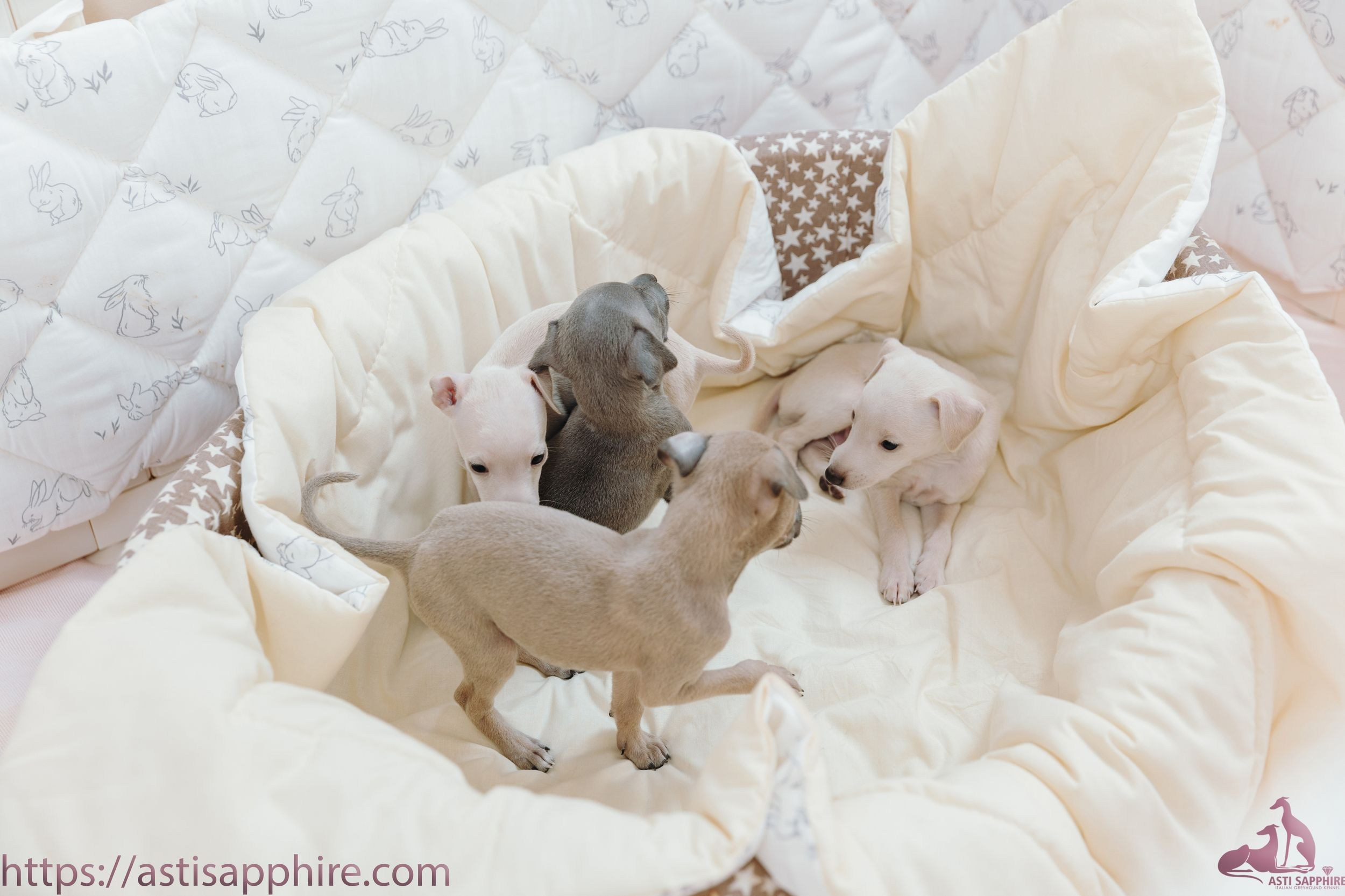Июльские малыши. Professional Italian Greyhound Kennel RKF/FCI ASTI SAPPHIRE 💎 Sochi|St. Petersburg